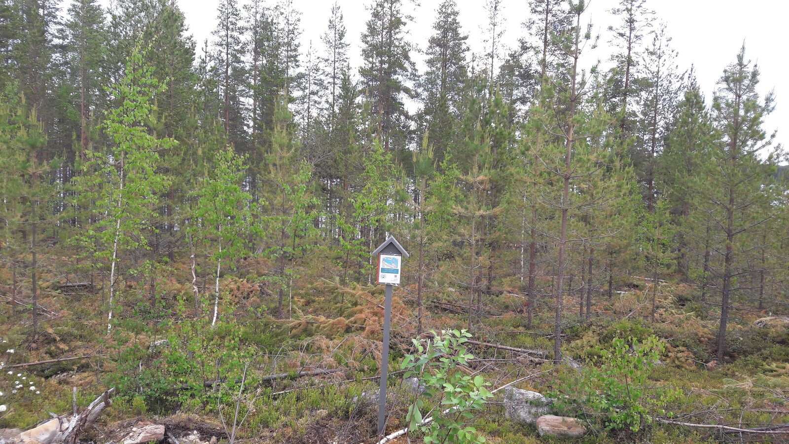 Mäntytaimikon edustalla on Laatumaan tonttikyltti.