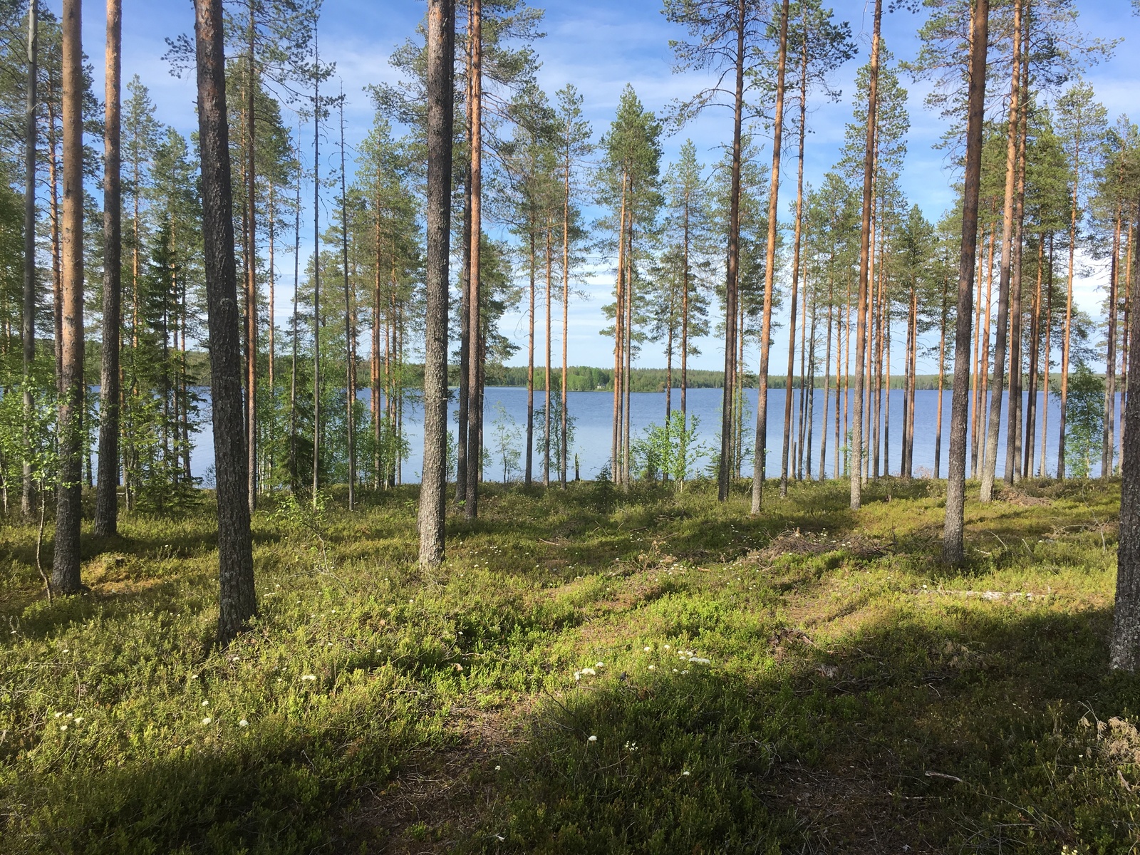 Avaran mäntymetsän takana avautuu kesäinen järvimaisema.