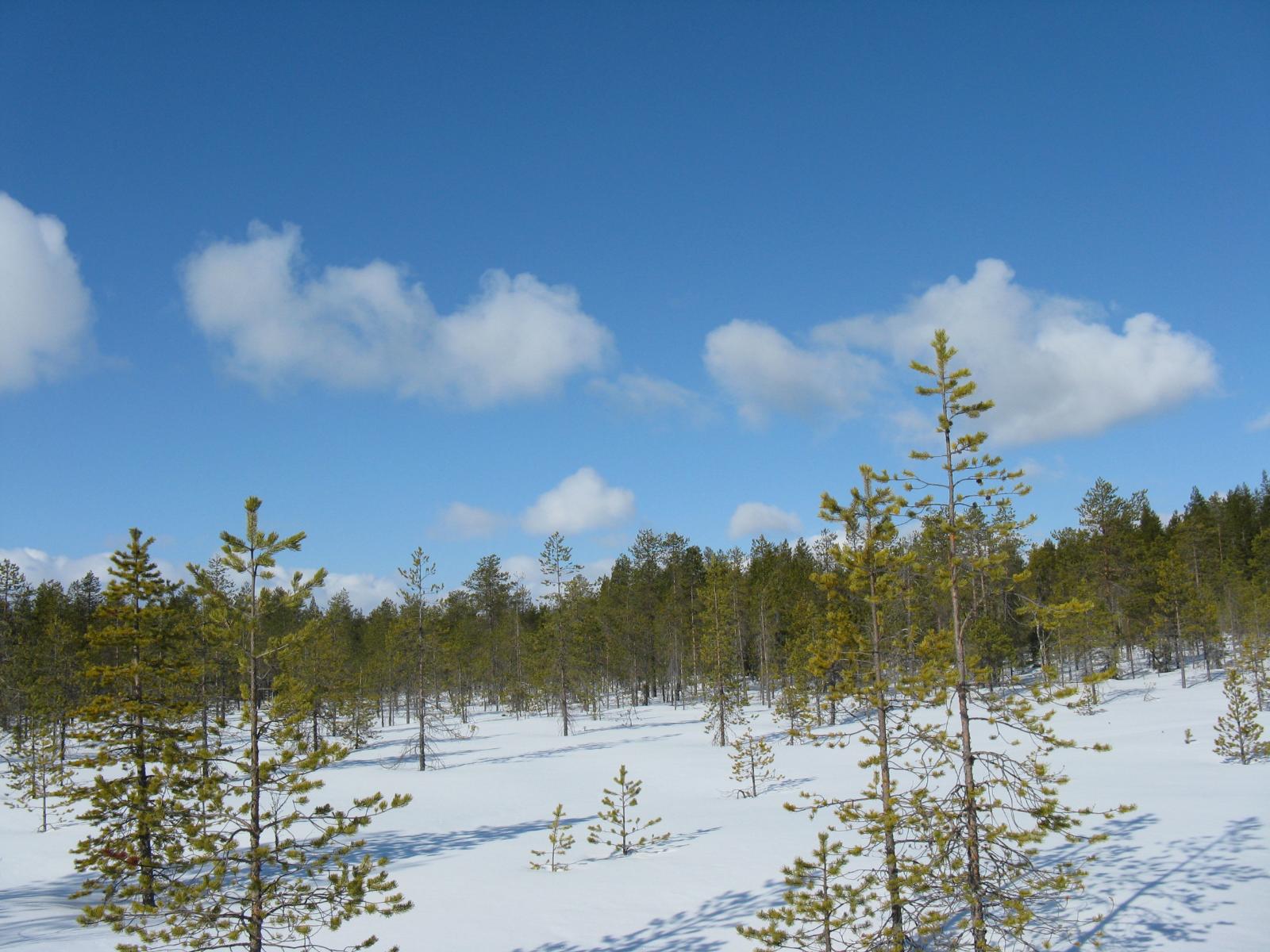 Itäreunalta avautuu maisema lumipeitteiselle suolle, jolla kasvaa harvakseltaan mäntyjä.