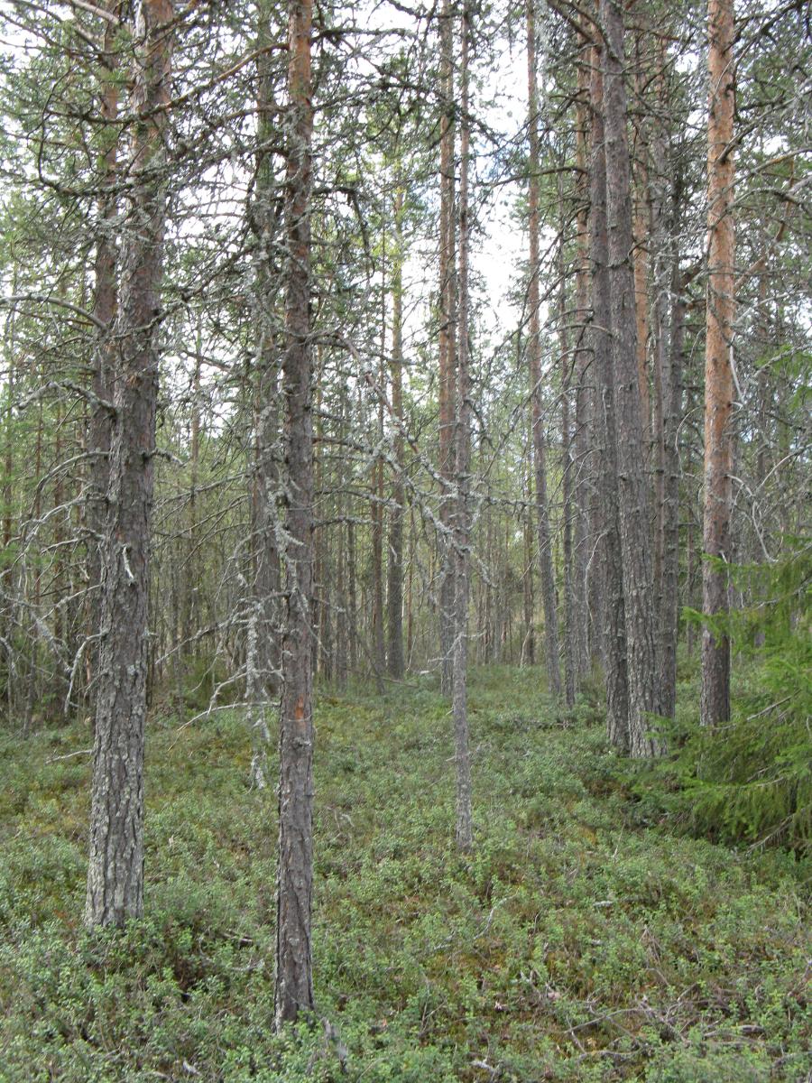 Tien eteläpuolella olevalla kangaskumpareella kasvaa mäntymetsä.