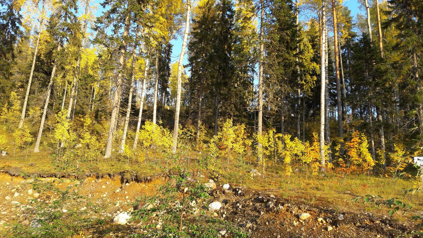 Aurinko paistaa tontille, jolla kasvaa mm. kuusia, mäntyjä ja ruskan väreissä loistavia haapoja.