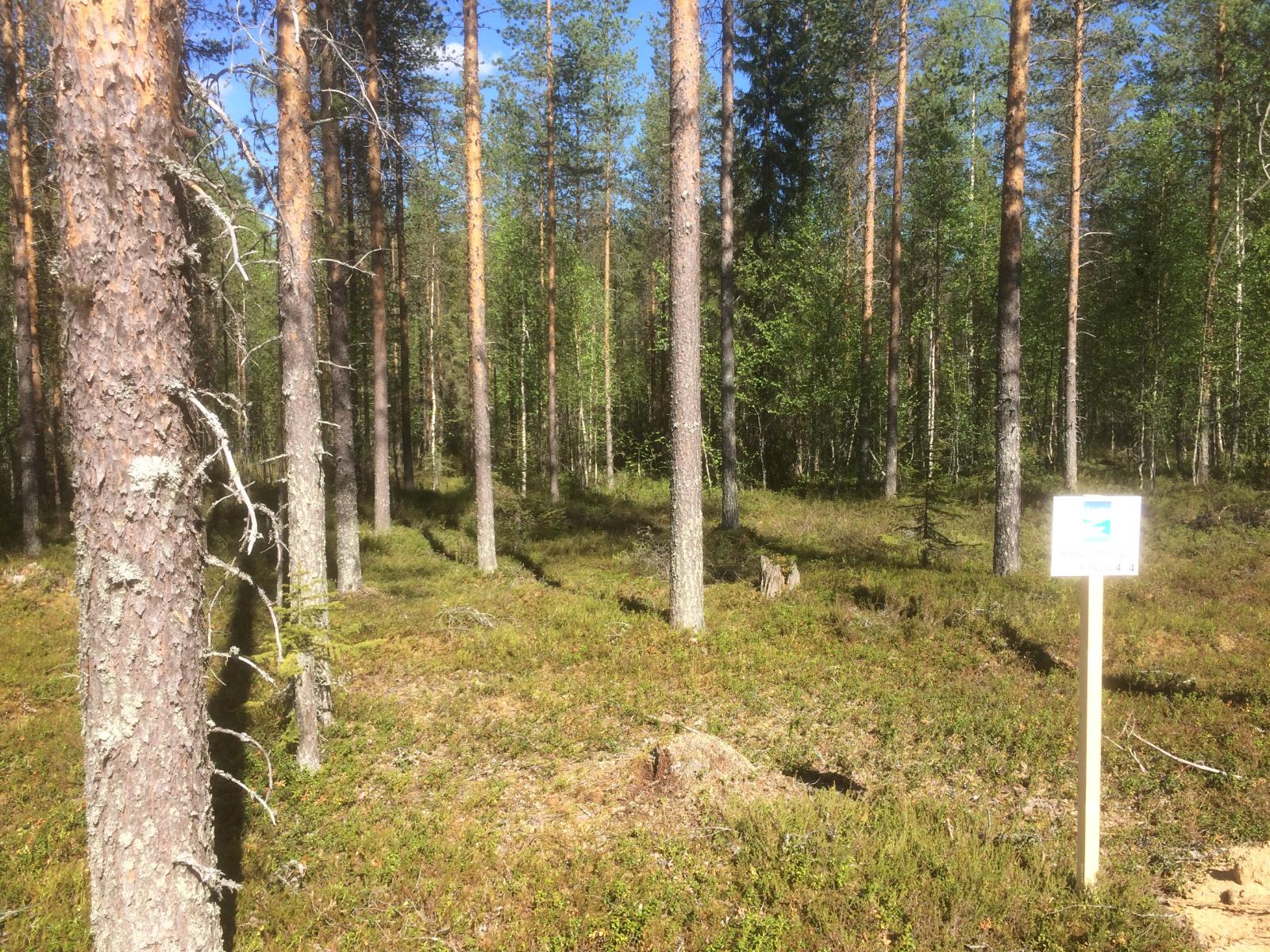 Mäntyvaltaisen metsän edustalla on Laatumaan tonttikyltti. Taka-alalla on sekametsä.