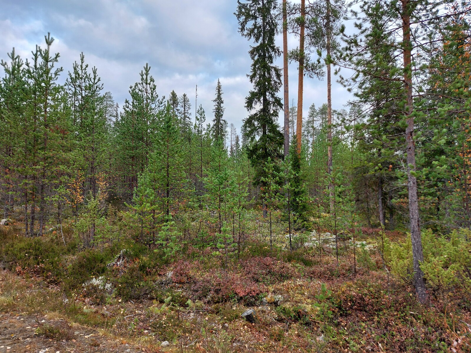 Tonttitien varrella kasvaa mäntytaimikkoa ja korkeita havupuita.