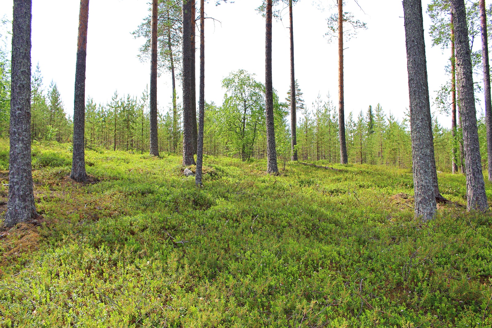 Avara mäntymetsä kasvaa loivasti laskeutuvassa maastossa. Taustalla on mäntytaimikko.