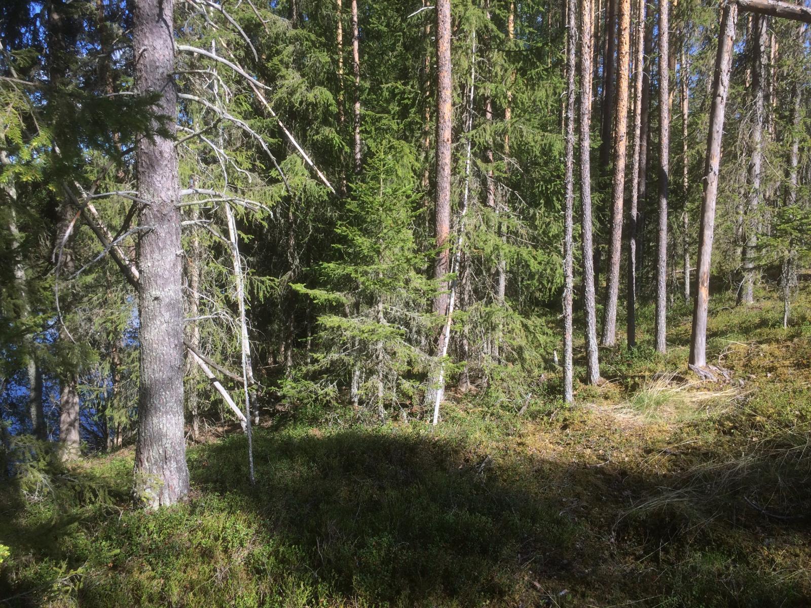 Aurinko paistaa tontilla kasvavaan havupuuvaltaiseen metsään.