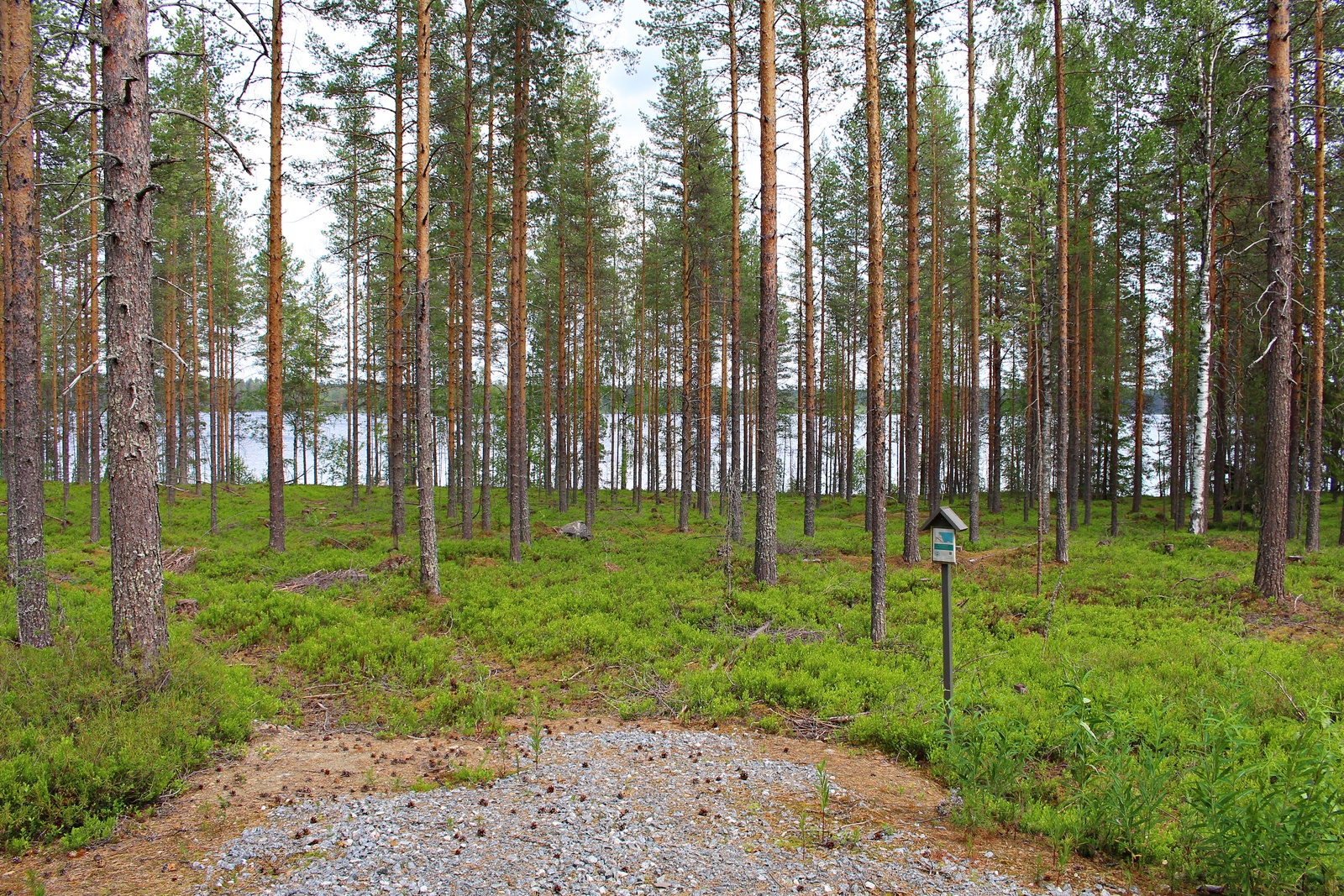 Mäntymetsän edustalla on sorapintainen tonttiliittymä. Taustalla häämöttää järvi.