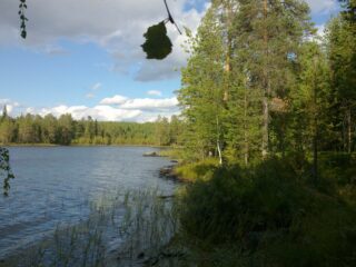 Kesäinen sekametsä reunustaa järven mutkittelevaa rantaviivaa. Rantavedessä on vesikasveja.