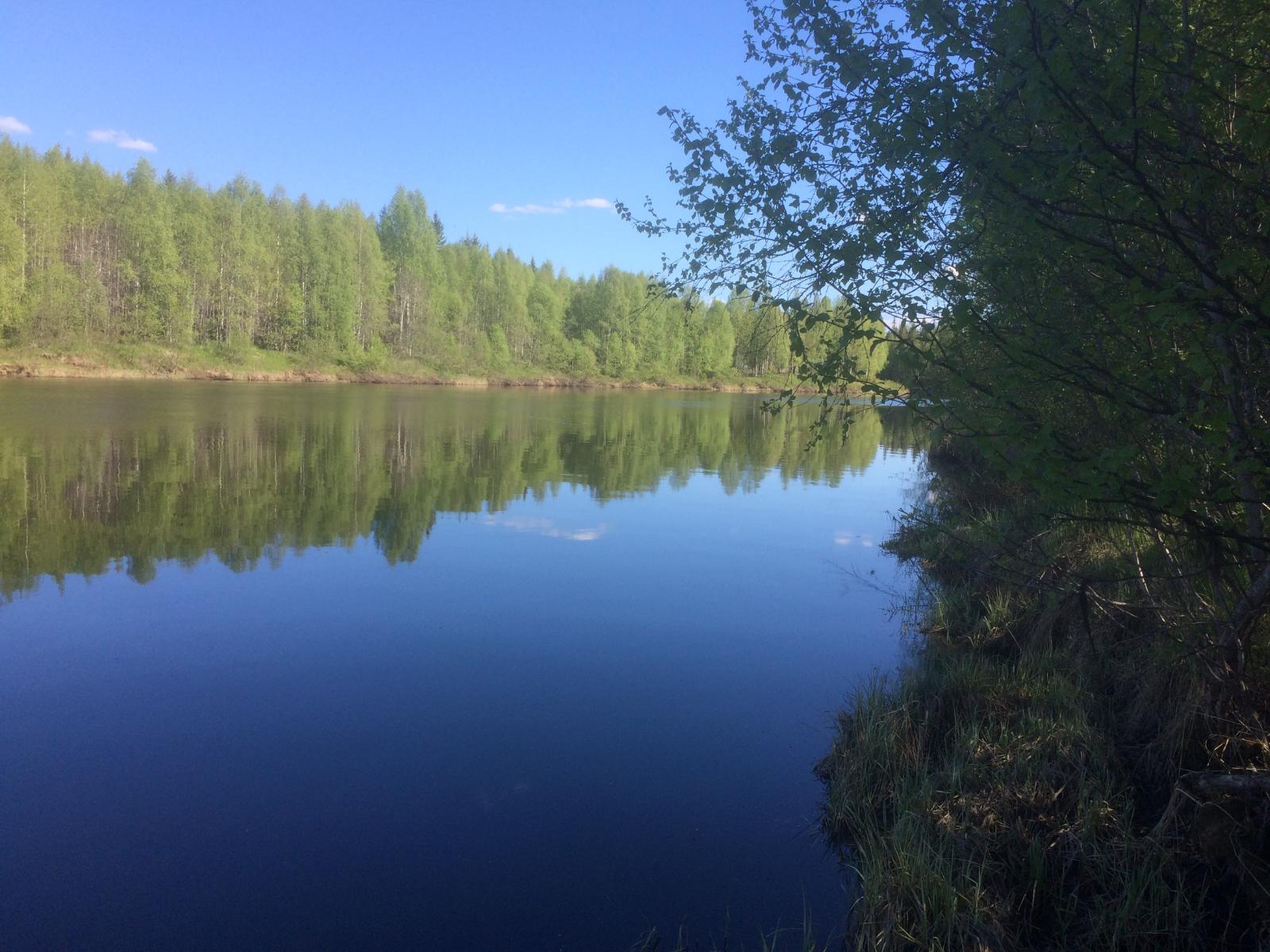 Vastarannan metsä ja lähes pilvetön taivas heijastuvat joen tyyneen pintaan. Etualalla rantapuita.