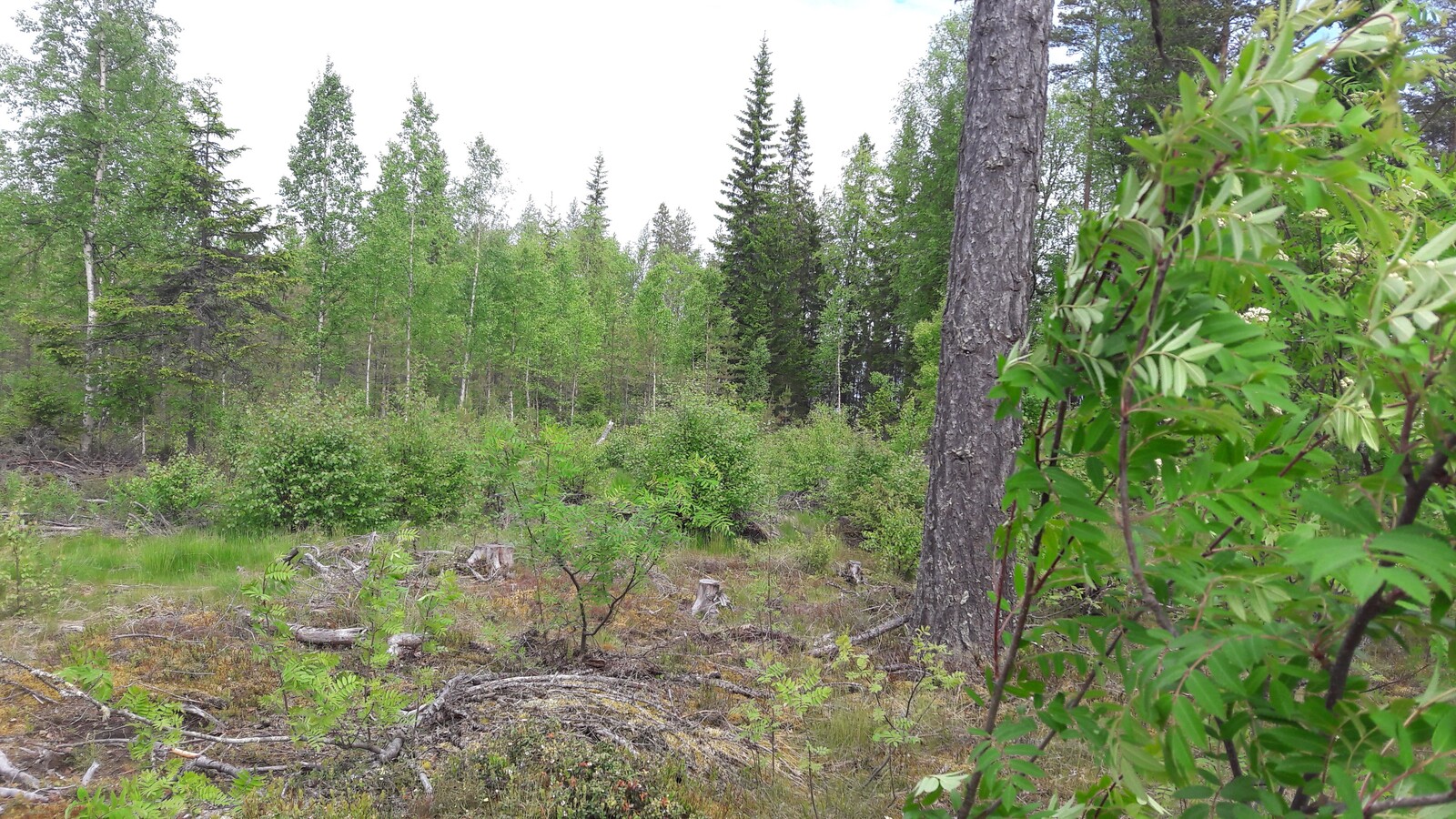 Tonttitien vierellä on puuton alue, jota reunustavat kesäinen koivutaimikko, kuuset ja männyt.