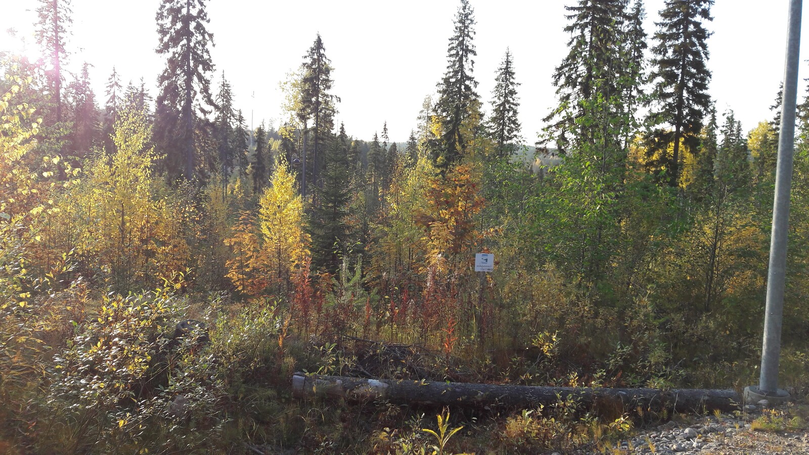 Aurinko paistaa tontilla kasvavaan sekametsään, jonka lehtipuut hehkuvat ruskan sävyissä.