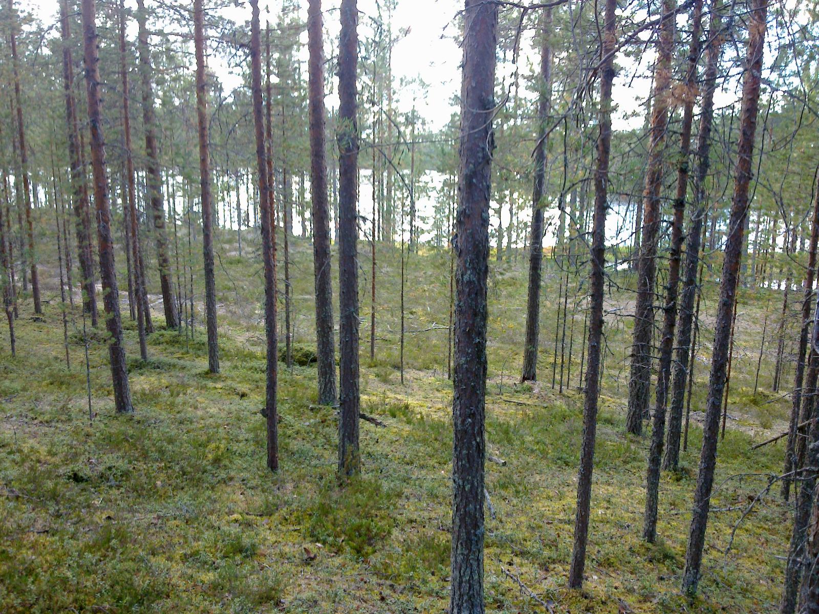 Rinteessä kasvavan mäntymetsän taustalla häämöttää järvi.