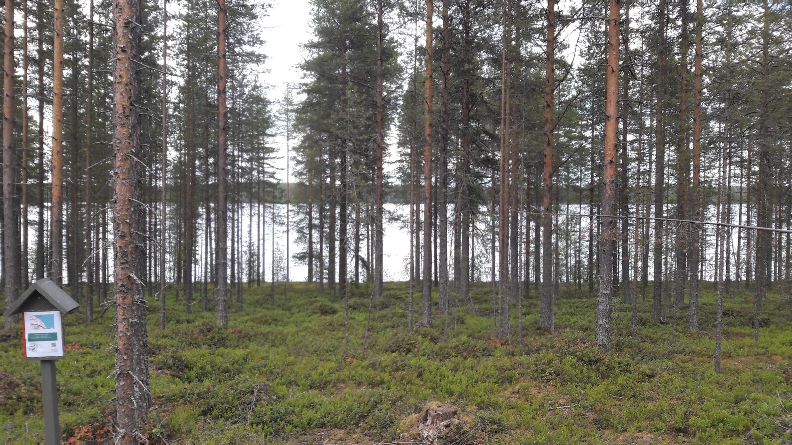 Tasaisen mäntykankaan takana avautuu järvimaisema.