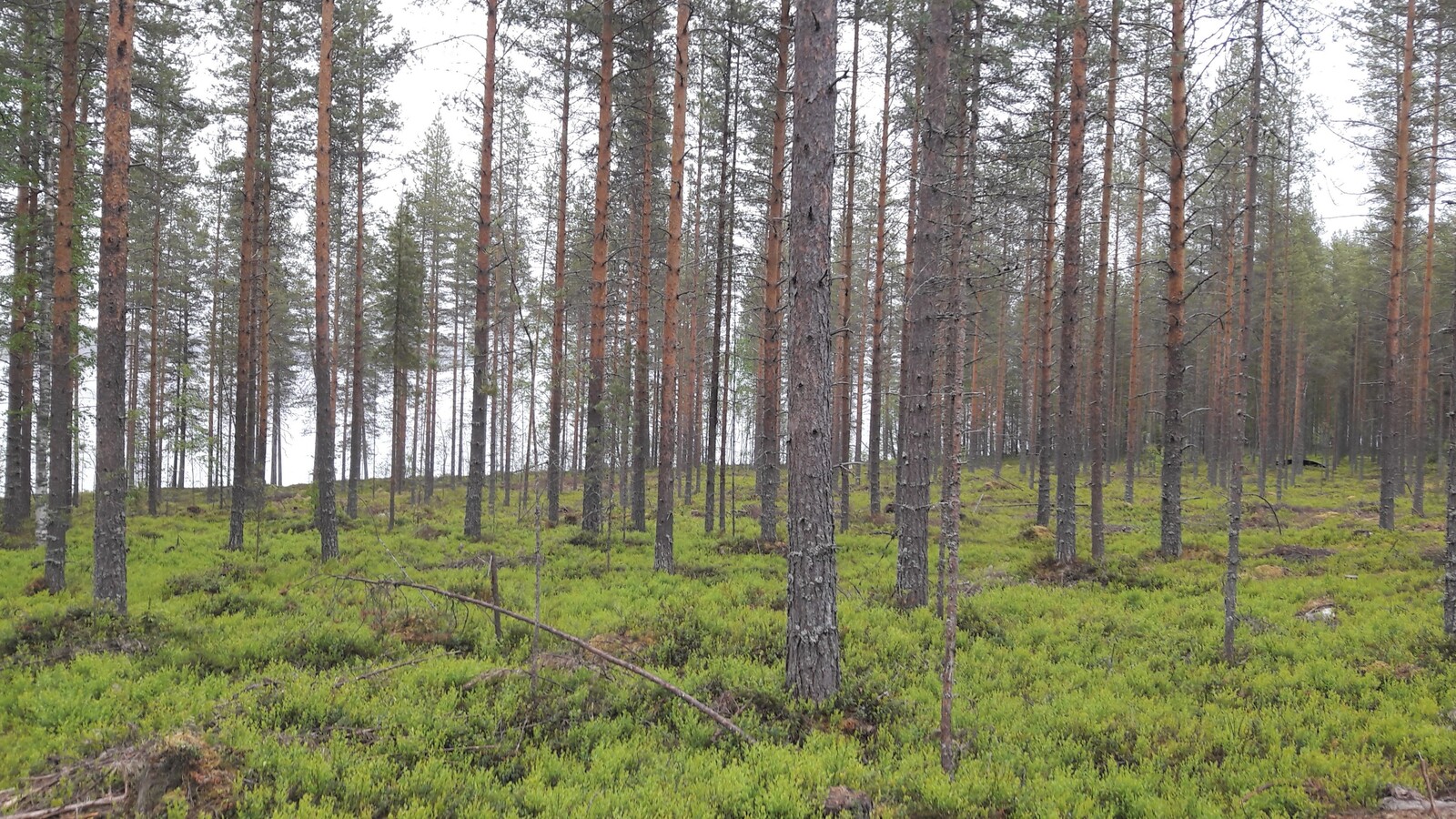 Mäntyvaltaisen metsän takana häämöttää järvi.