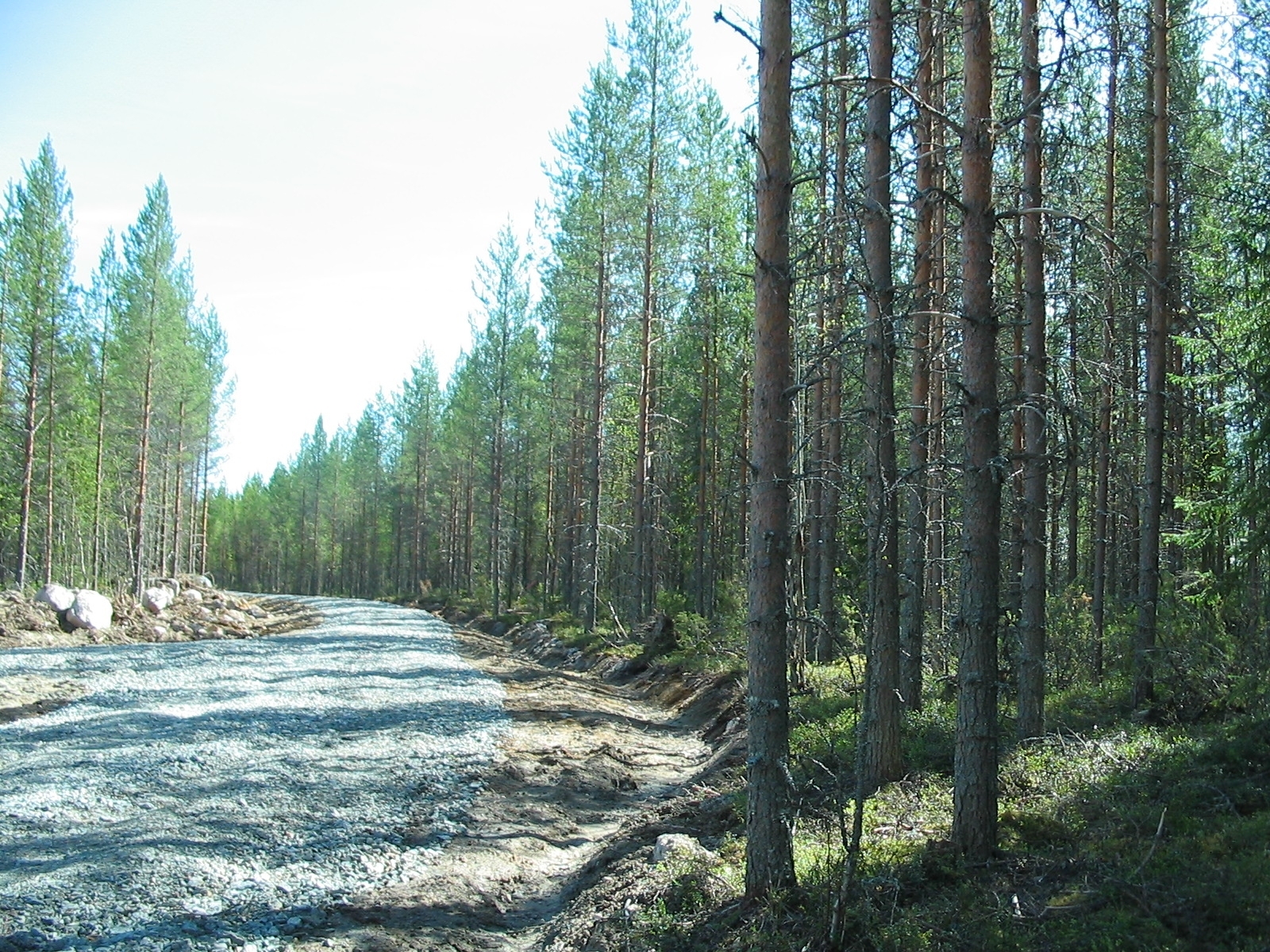 Sorapintainen tie vie tontille mäntyvaltaisen metsän läpi.