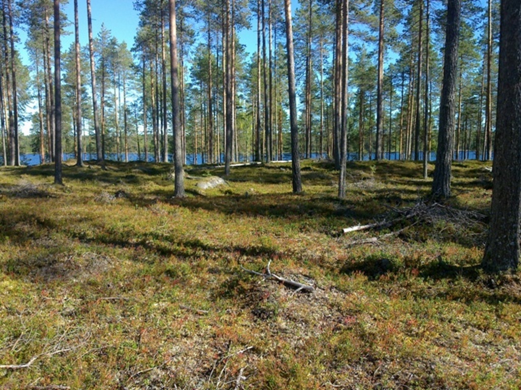 Mäntykankaan takana häämöttää järvi.