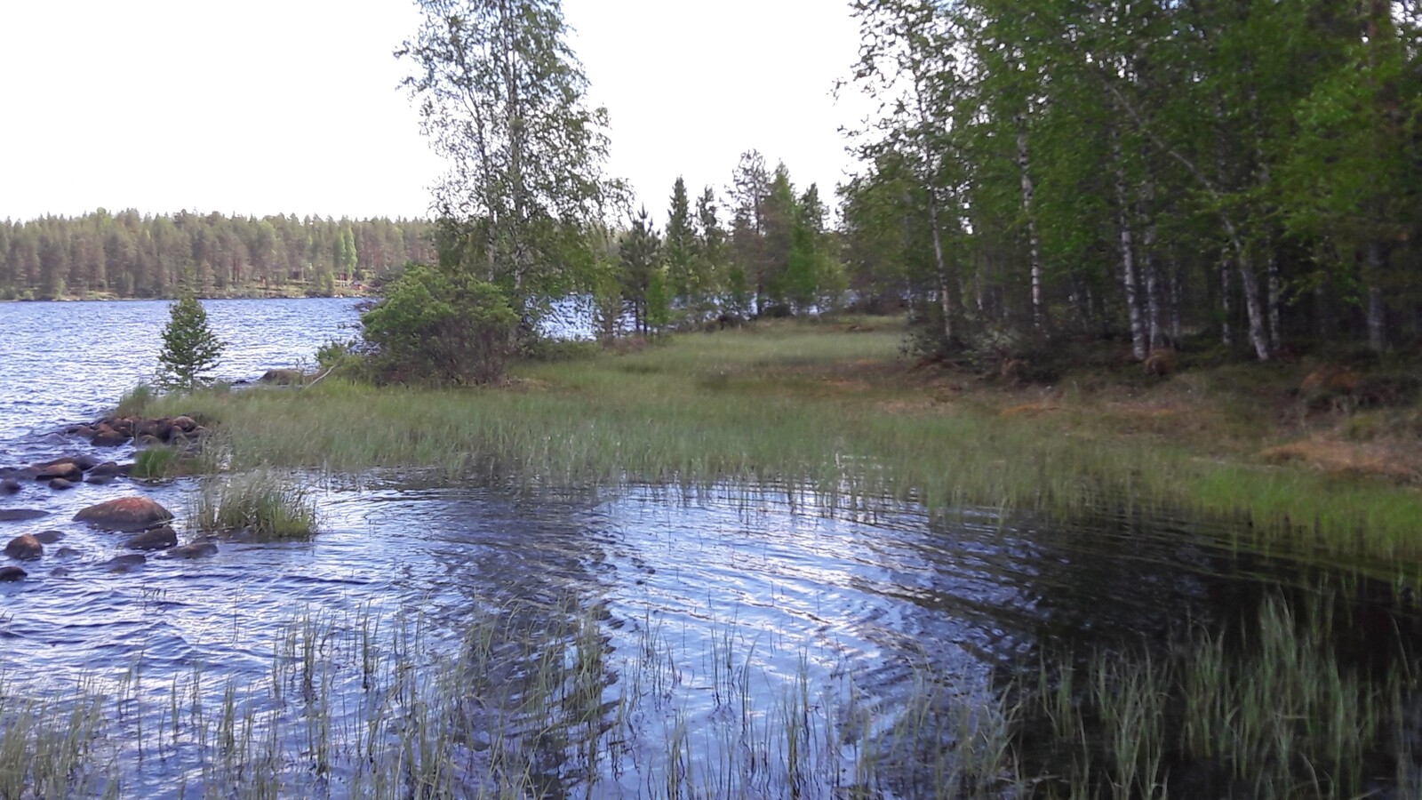 Etualan poukamassa on vesikasveja. Järvimaisema jatkuu pienen metsäisen niemen takana.