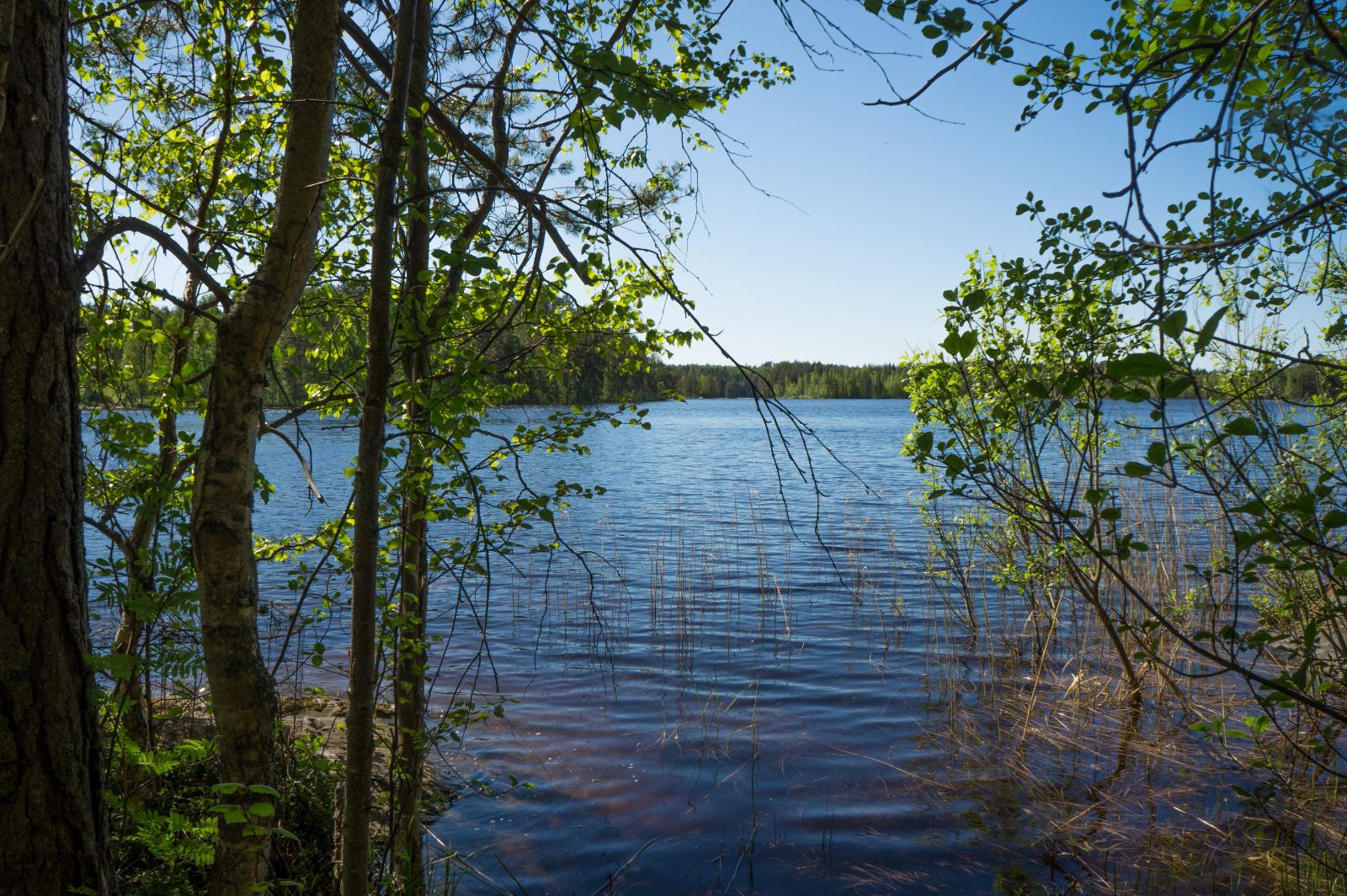 Tontin rannassa kasvavien lehtipuiden takana avautuu kesäinen järvimaisema.