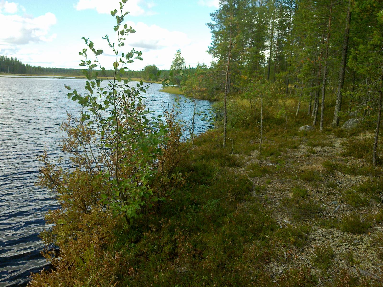 Männyt ja lehtipuut reunustavat järven mutkittelevaa rantaviivaa.