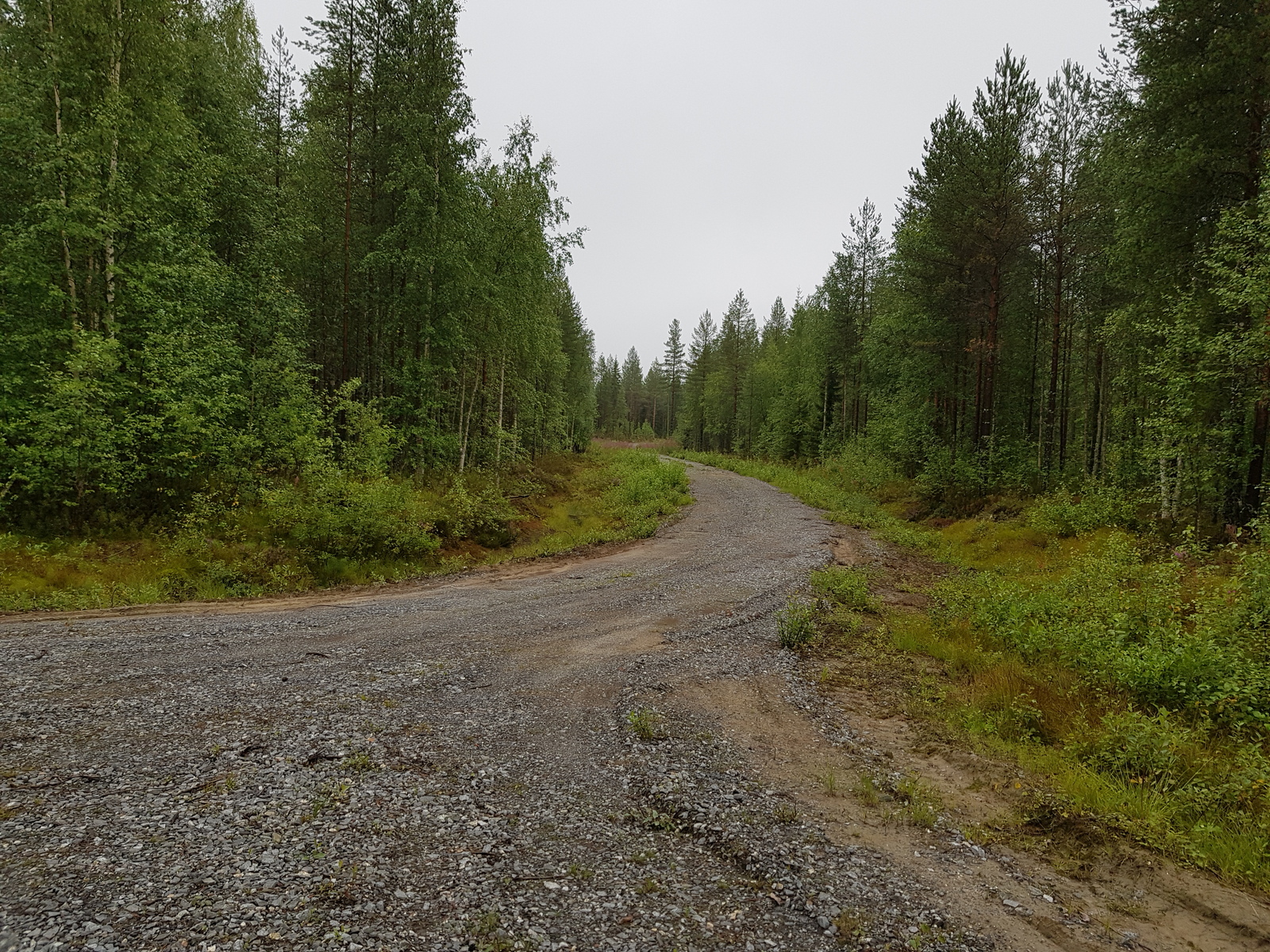 Tonteille vievä hiekkatie kaartaa vehreän sekametsän läpi.