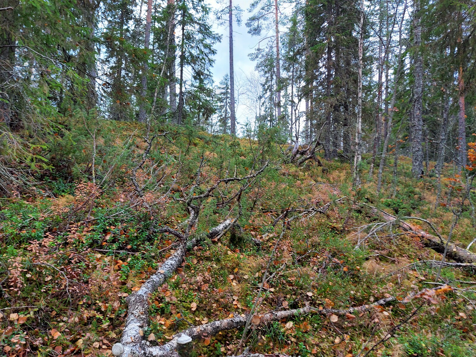 Sekametsä kasvaa rantaan laskeutuvassa rinteessä. Maassa on kaatuneita puita.