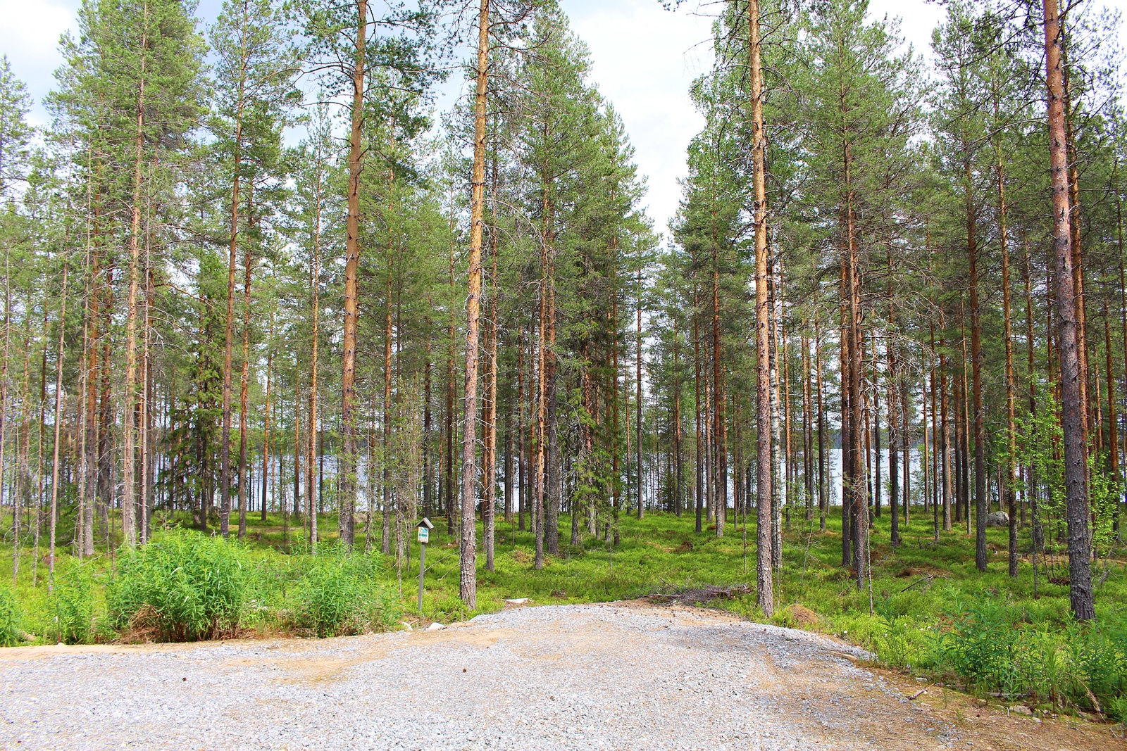 Mäntyvaltaisen metsän edustalla on sorapintainen tonttiliittymä. Taustalla häämöttää järvi.