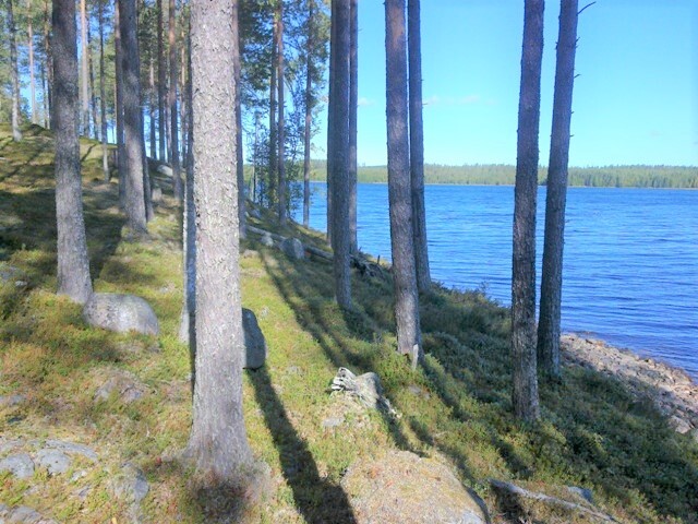 Kuiva mäntykangas laskeutuu loivasti rantaan. Taustalla avautuu kesäinen järvimaisema.