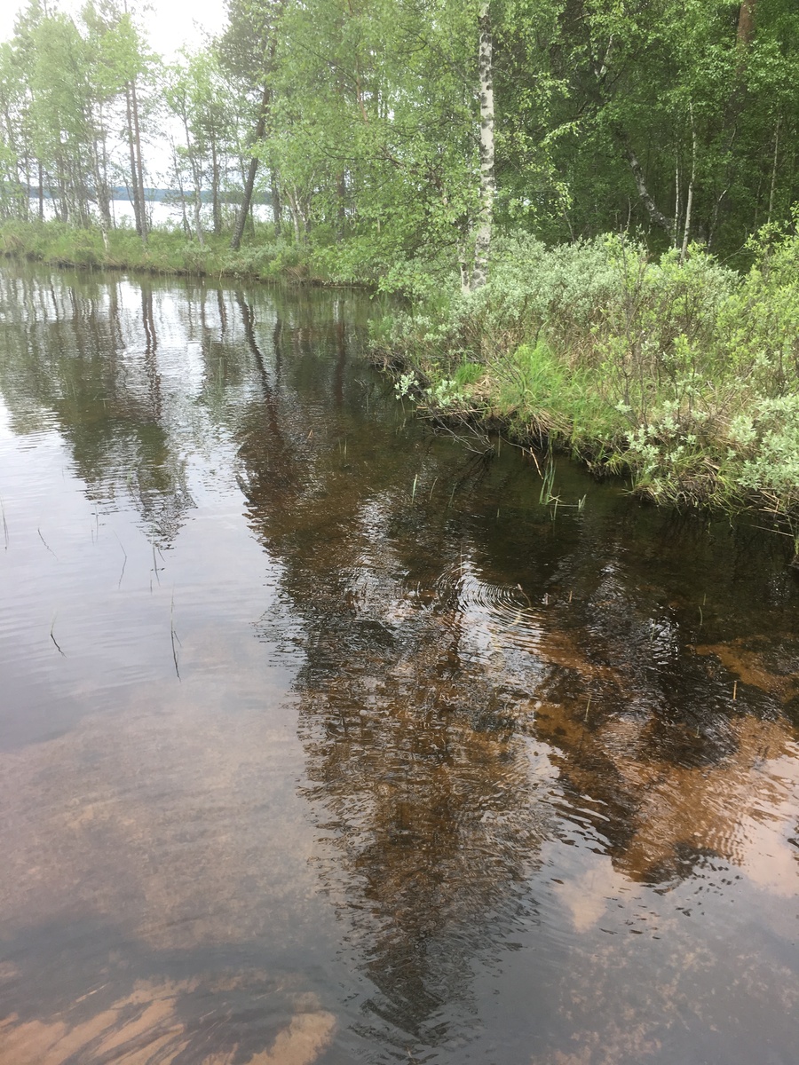 Järven rannassa kasvavat lehtipuut heijastuvat veteen. Kirkkaan veden läpi erottuu hiekkapohja.