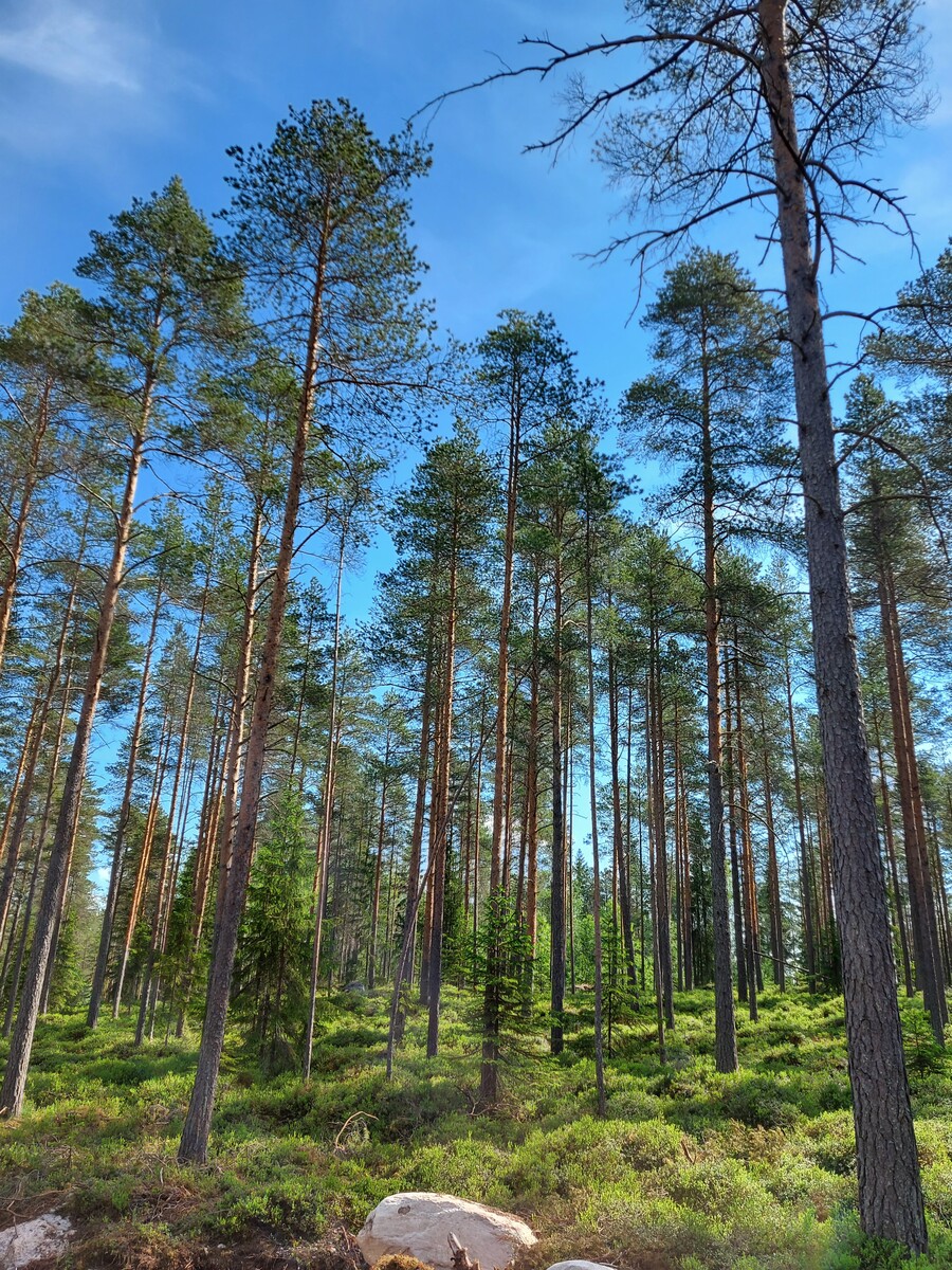 Tontti loivassa rinteessä