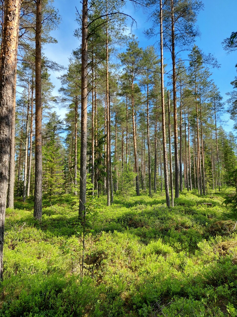 Kangasmetsää