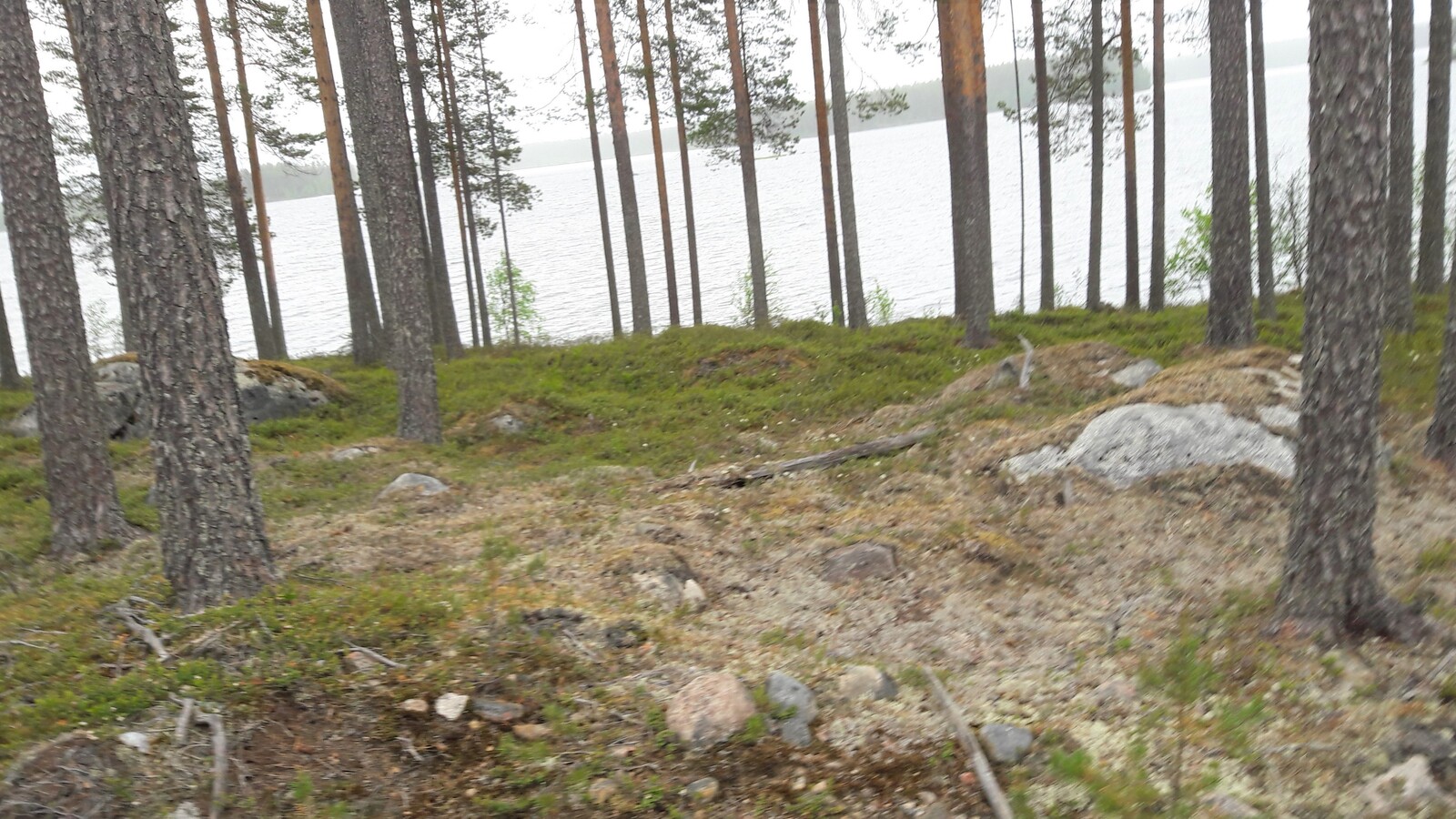 Mäntymetsä kasvaa loivassa rantaan laskeutuvassa rinteessä. Taustalla häämöttää järvi.