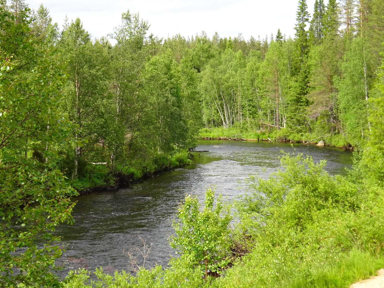 Joki virtaa vehreän metsän läpi.