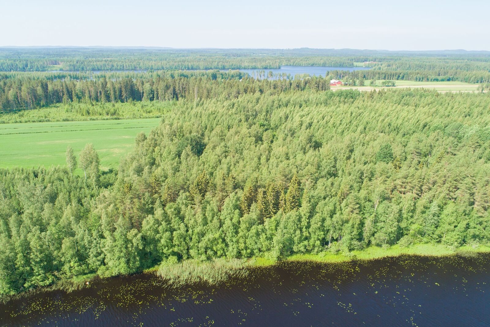 Ilmakuva, jossa näkyy metsäistä rantaa