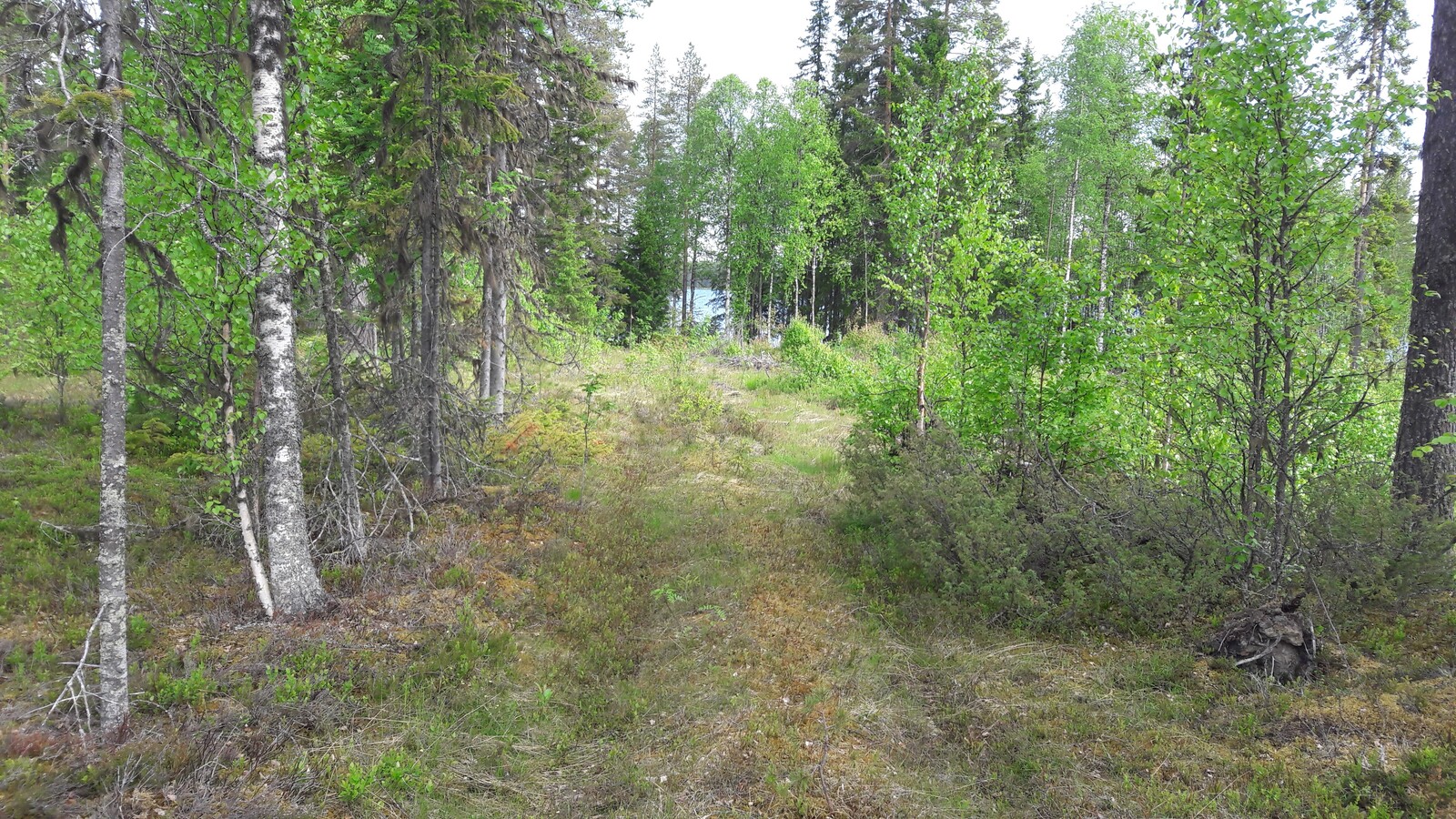 Tontin takamaastossa kulkee tienpohja kohti sekametsän takana häämöttävää järveä.