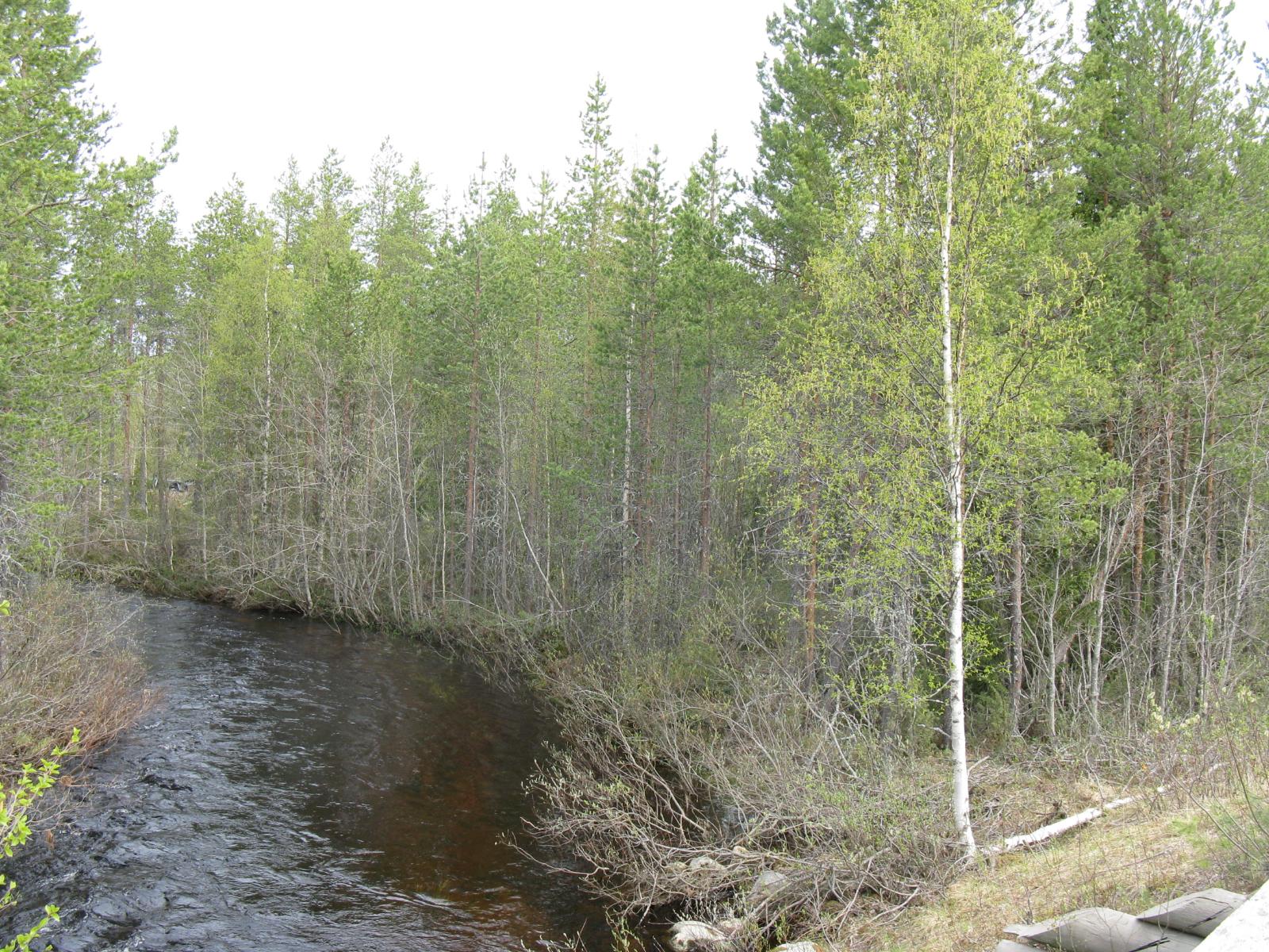 Palstan koillisosassa jokea reunustavat koivut ja männyt.