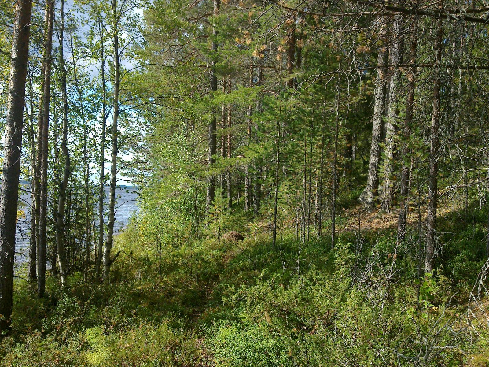 Loivasti rantaan laskeutuvassa rinteessä kasvaa sekametsä, jonka takana häämöttää järvi.