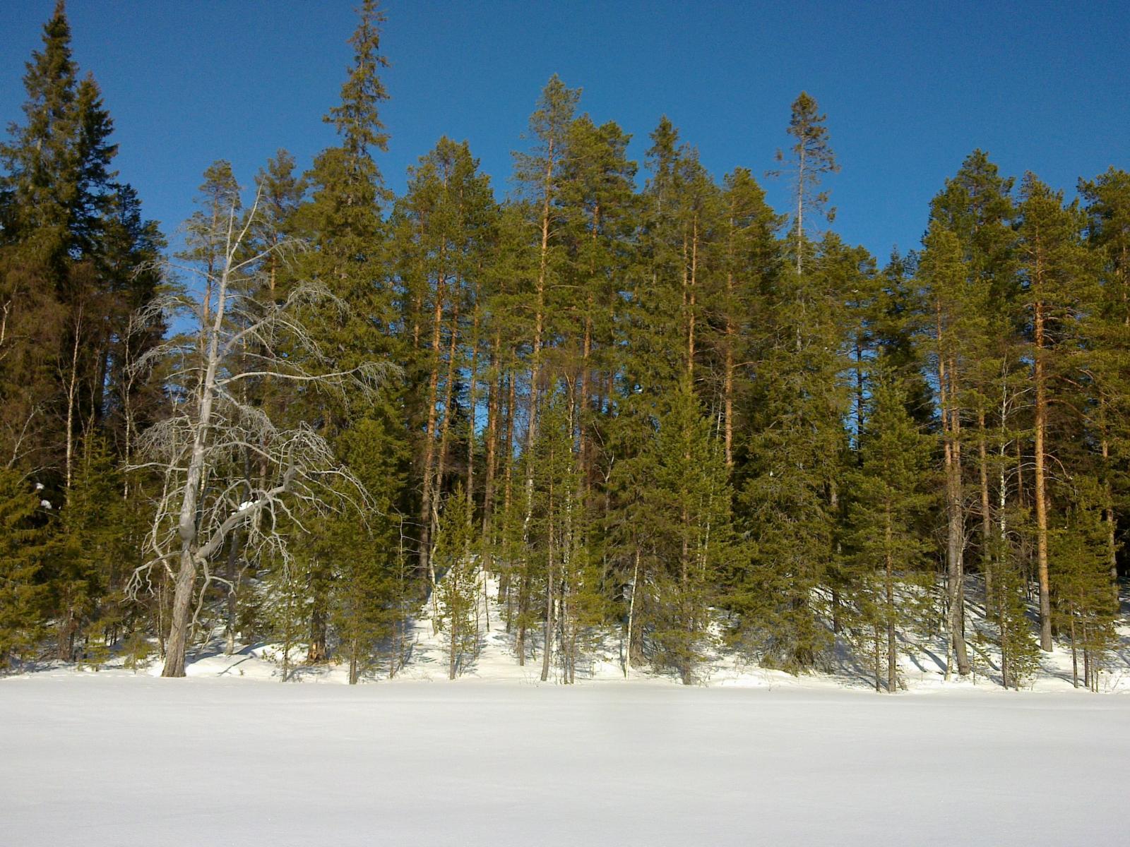 Talvimaisemassa jäätynyt järvi on lumen peitossa. Havupuut kohoavat kohti pilvetöntä taivasta.