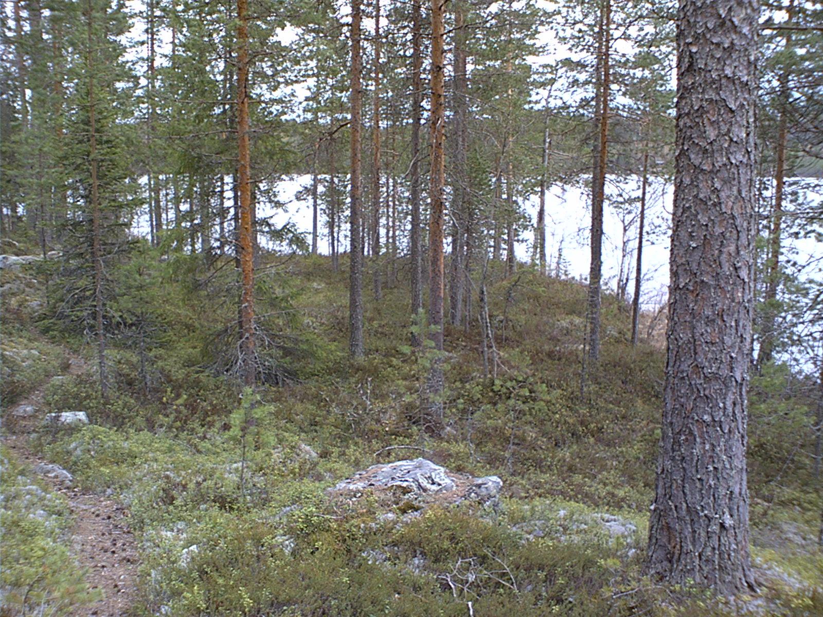 Sekametsä kasvaa loivasti rantaan laskeutuvassa rinteessä. Vasemmalla kulkee polku.