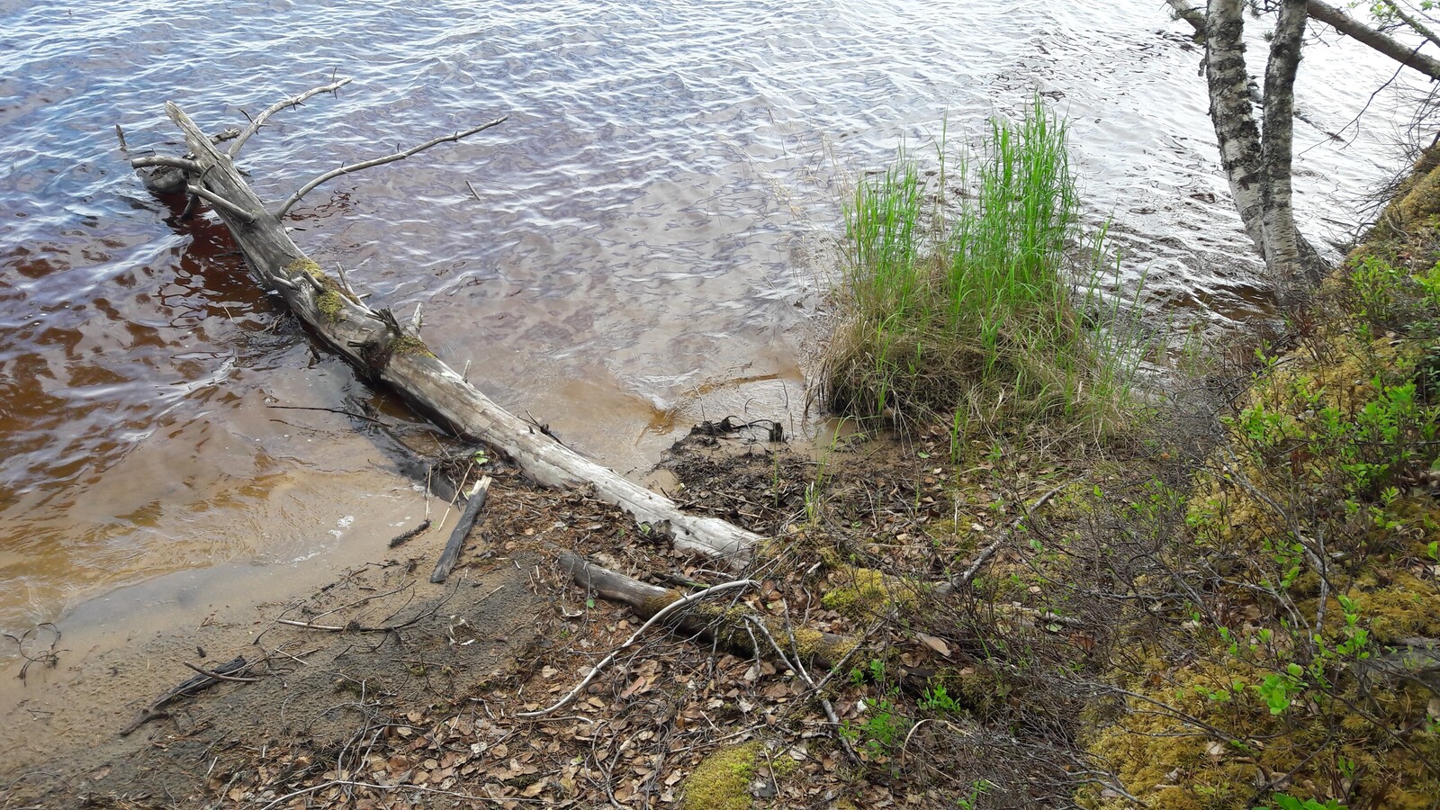 Kelopuu makaa hiekkarannalla ja rantatörmällä kasvavat koivut kaartuvat kohti veden pintaa.