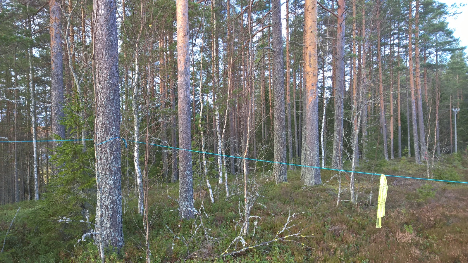 Soramonttua reunustavassa metsässä kasvaa mäntyjä, kuusia ja koivuja.