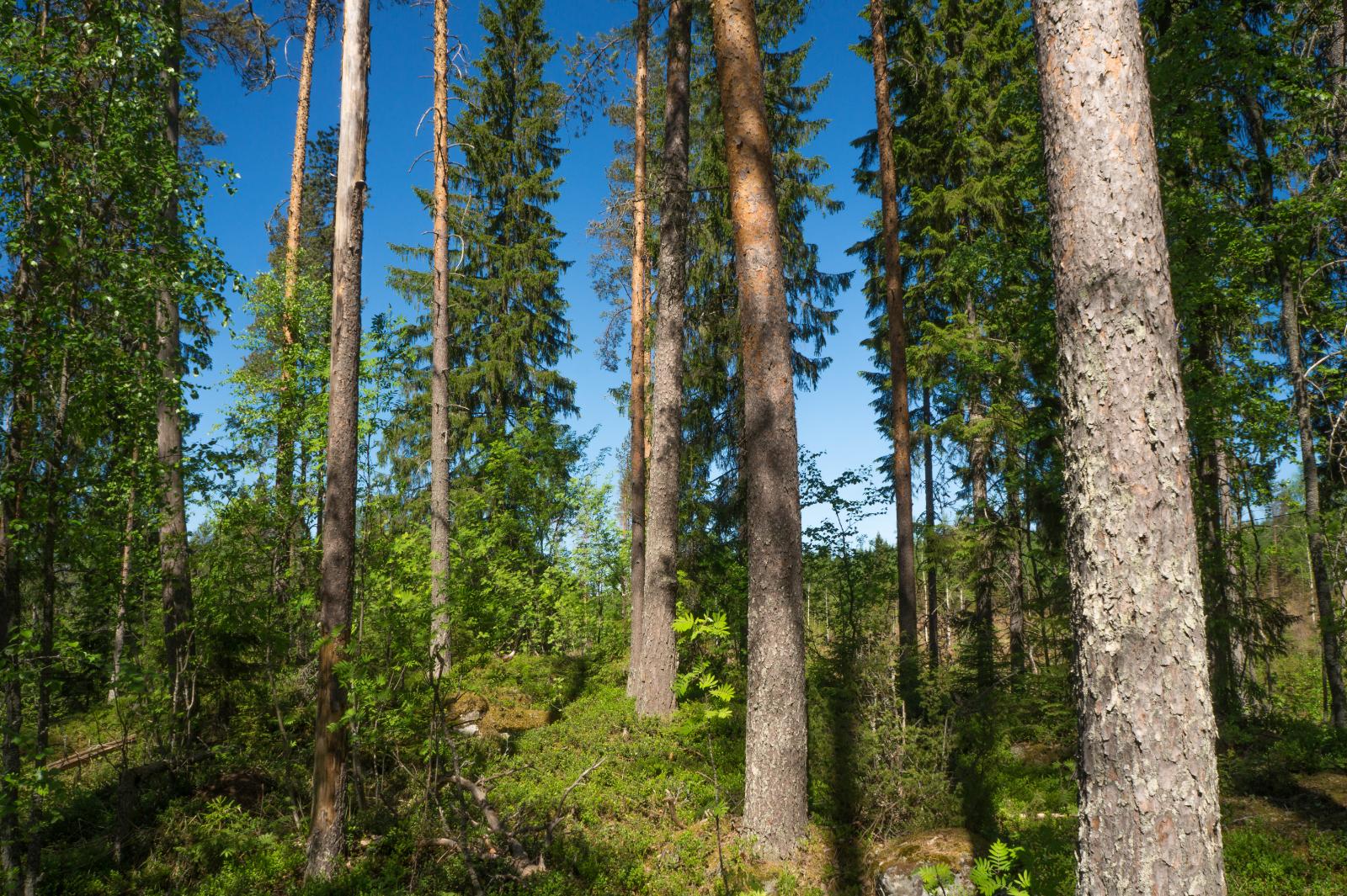 Tontin vehreässä sekametsässä kasvaa korkeita havupuita. Etualalla on mäntyjä.