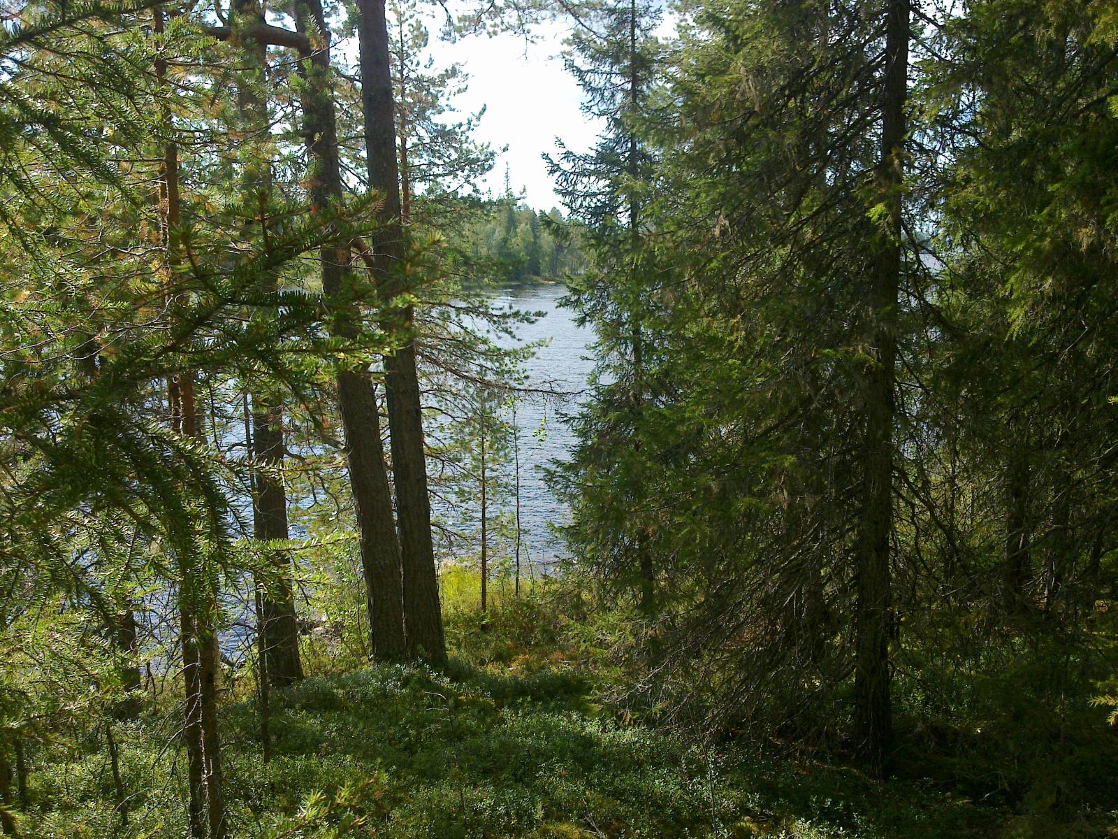 Rannassa kasvavien havupuiden takana pilkottaa järvimaisema.