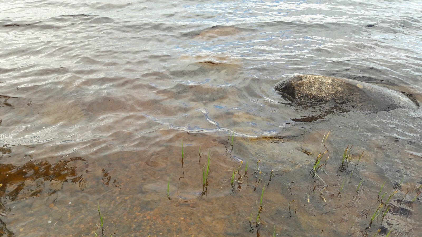 Kirkkaan veden läpi erottuu järven hiekkapohja. Rantavedessä on kivi ja vesikasveja.