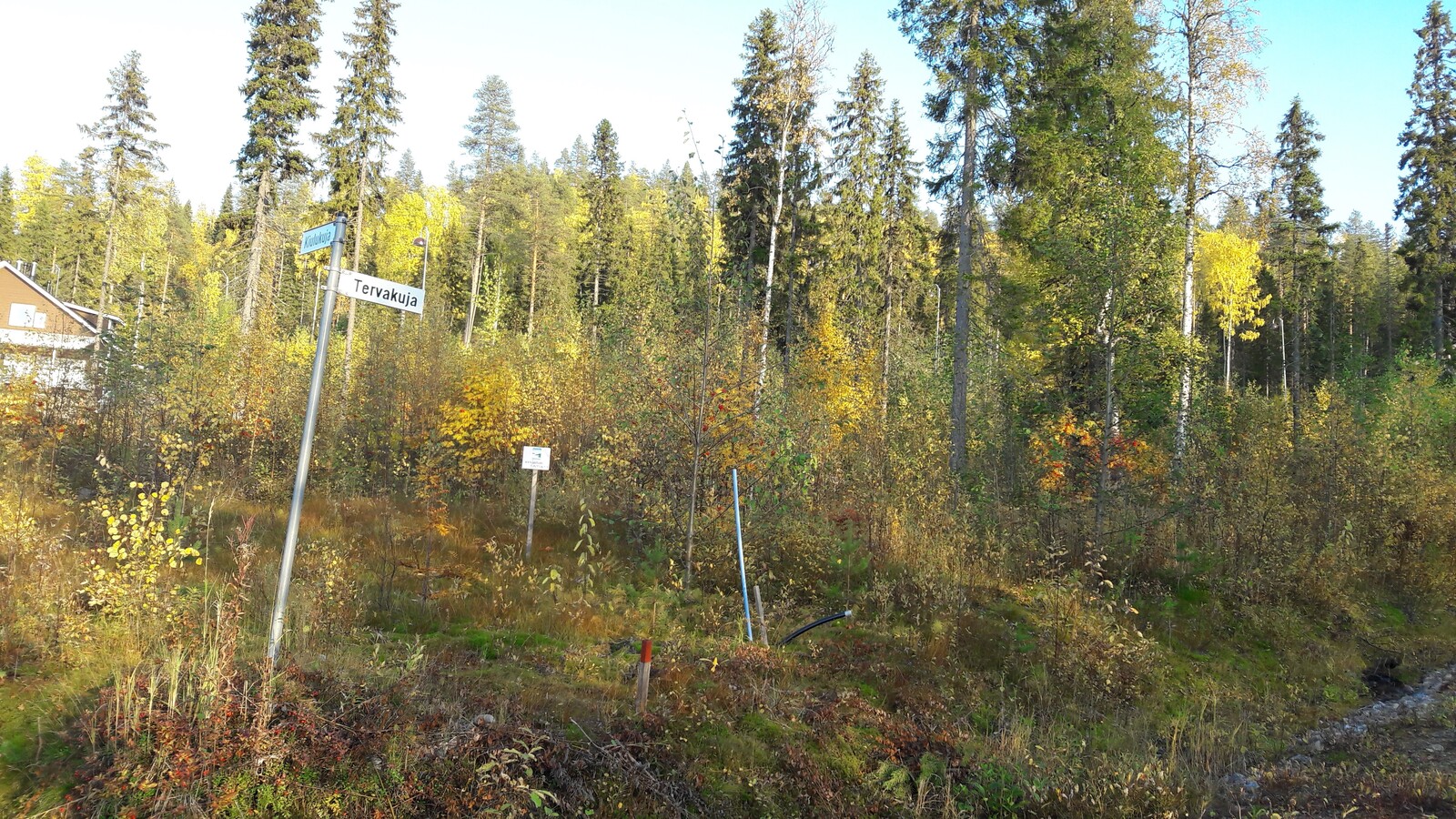 Tontilla kasvaa lehtipuiden taimia ja muutamia kuusia ja koivuja. Tienviitassa lukee "Tervakuja".