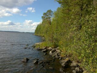Kesäinen metsä reunustaa järveä ja laaja järvenselkä jatkuu horisonttiin. Rantavedessä on kiviä.