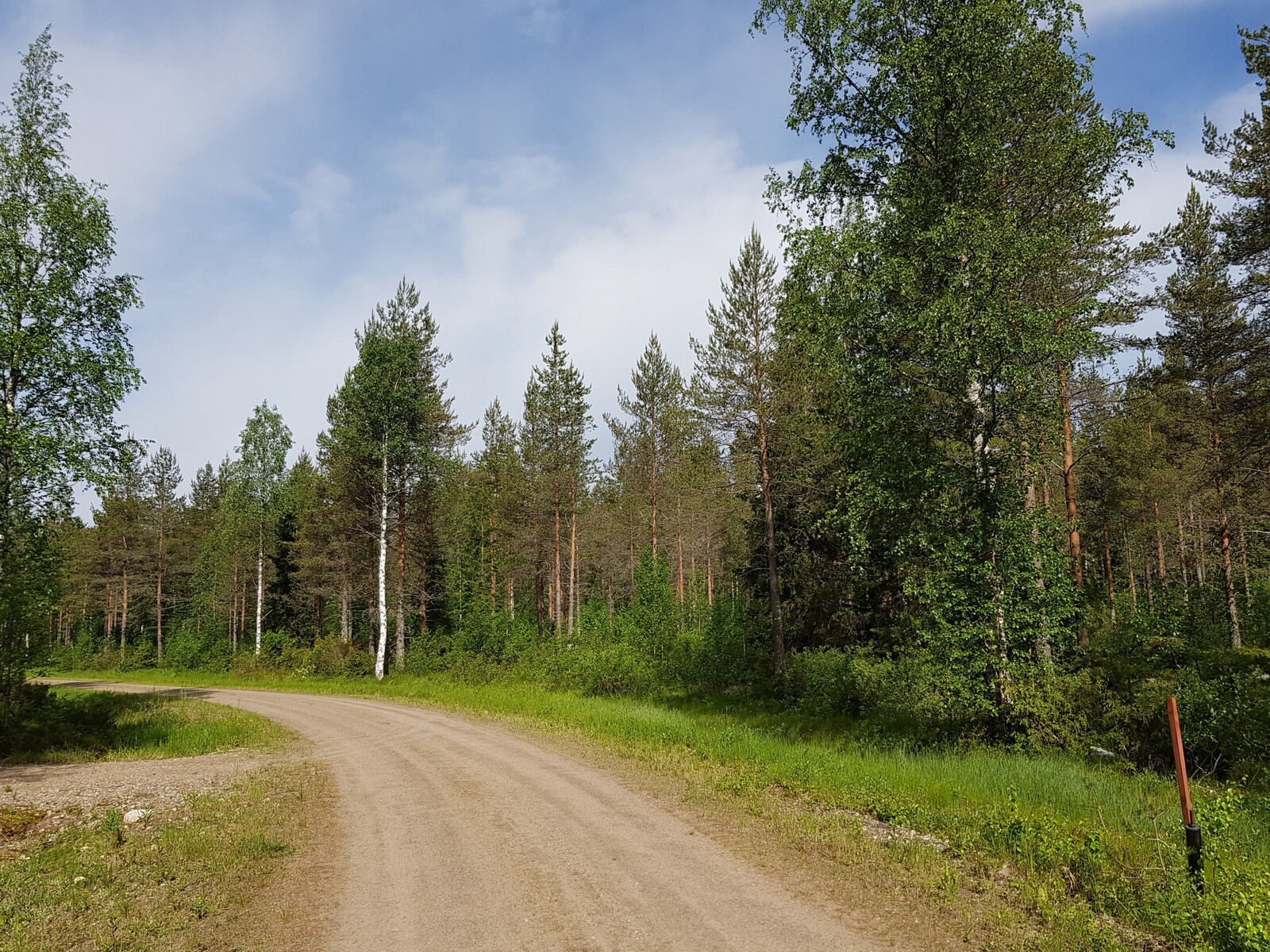 Hiekkatie kulkee havupuuvaltaisen sekametsän läpi ja kaartuu vasemmalle.