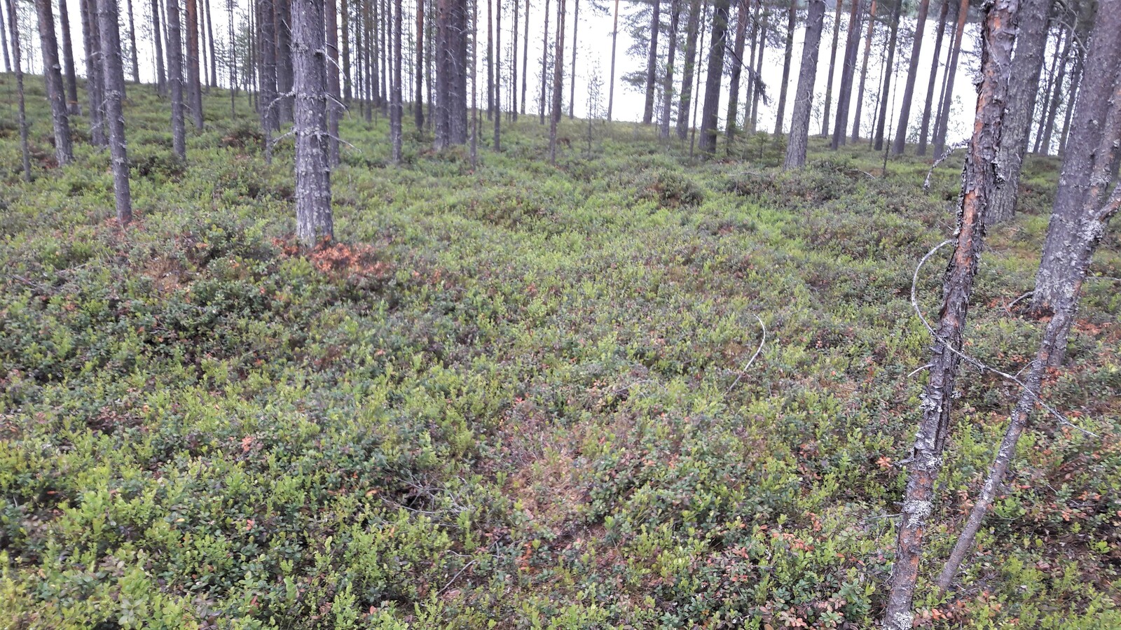 Mäntymetsän kenttäkerroksessa kasvaa puolukan- ja mustikanvarpuja.