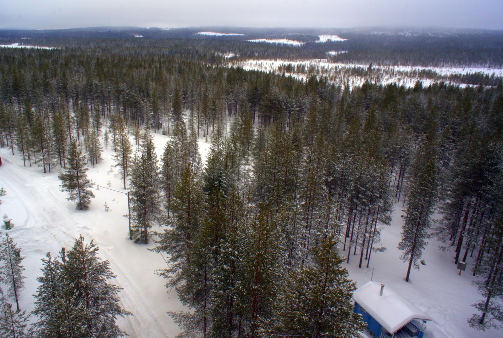 Talvipolku kulkee lumipeitteisessä havumetsässä. Etuoikealla on rakennus.