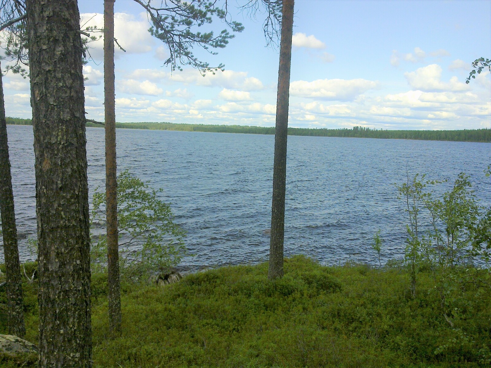 Rannassa kasvavien mäntyjen takaa avautuu avara järvimaisema. Taivaalla on poutapilviä.