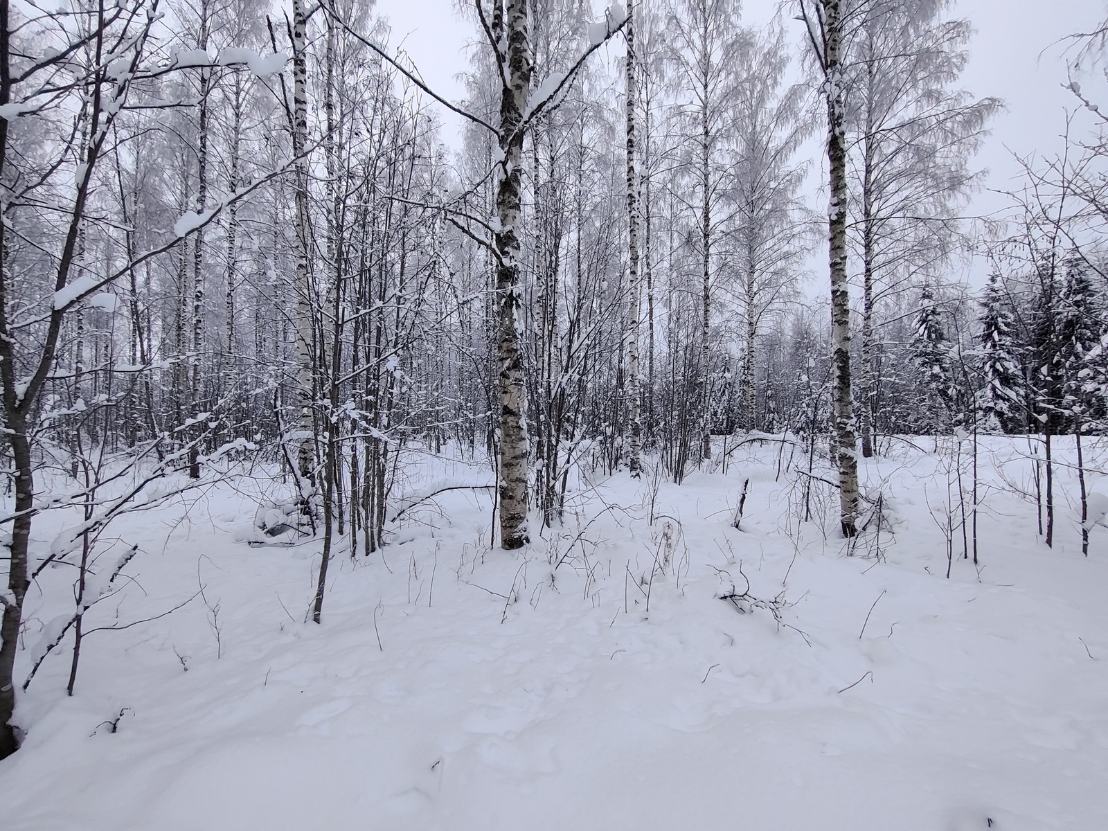 Talvisessa maisemassa koivuvaltainen sekametsä, jonka takana kulkee tie.