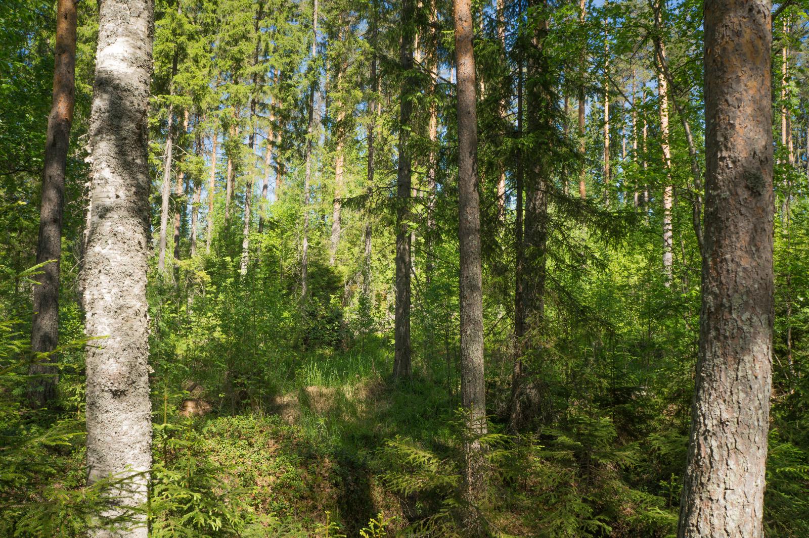 Tontin vehreässä sekametsässä kasvaa koivuja, pihlajia, mäntyjä ja kuusia.